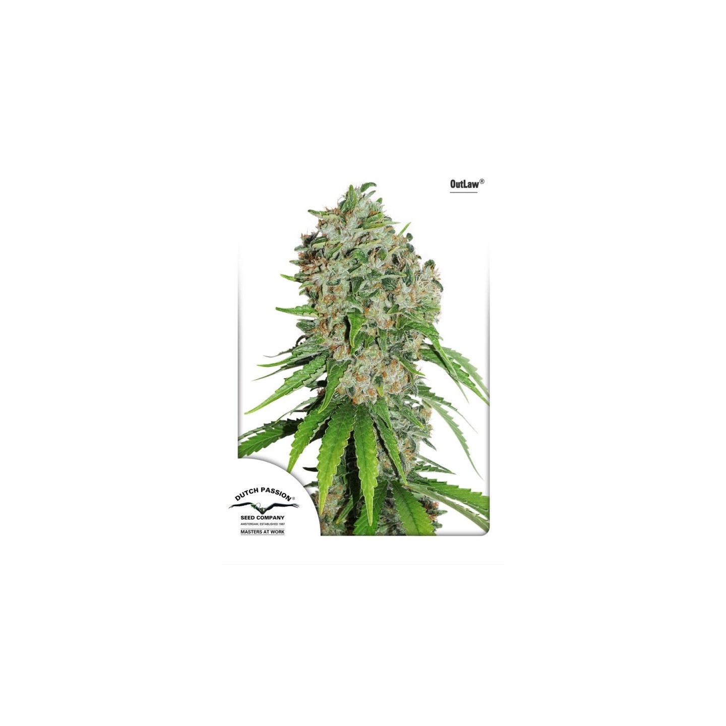 Outlaw Amnesia de Dutch Passion