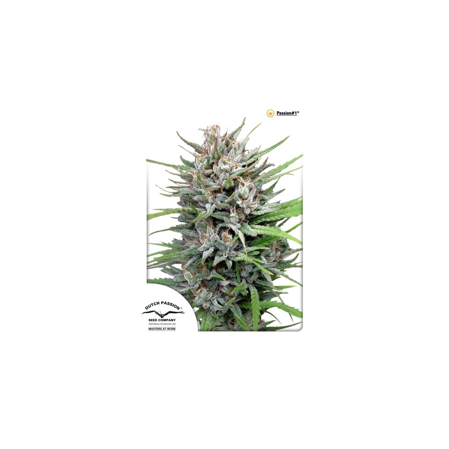 Passion N1 Regular de Dutch Passion