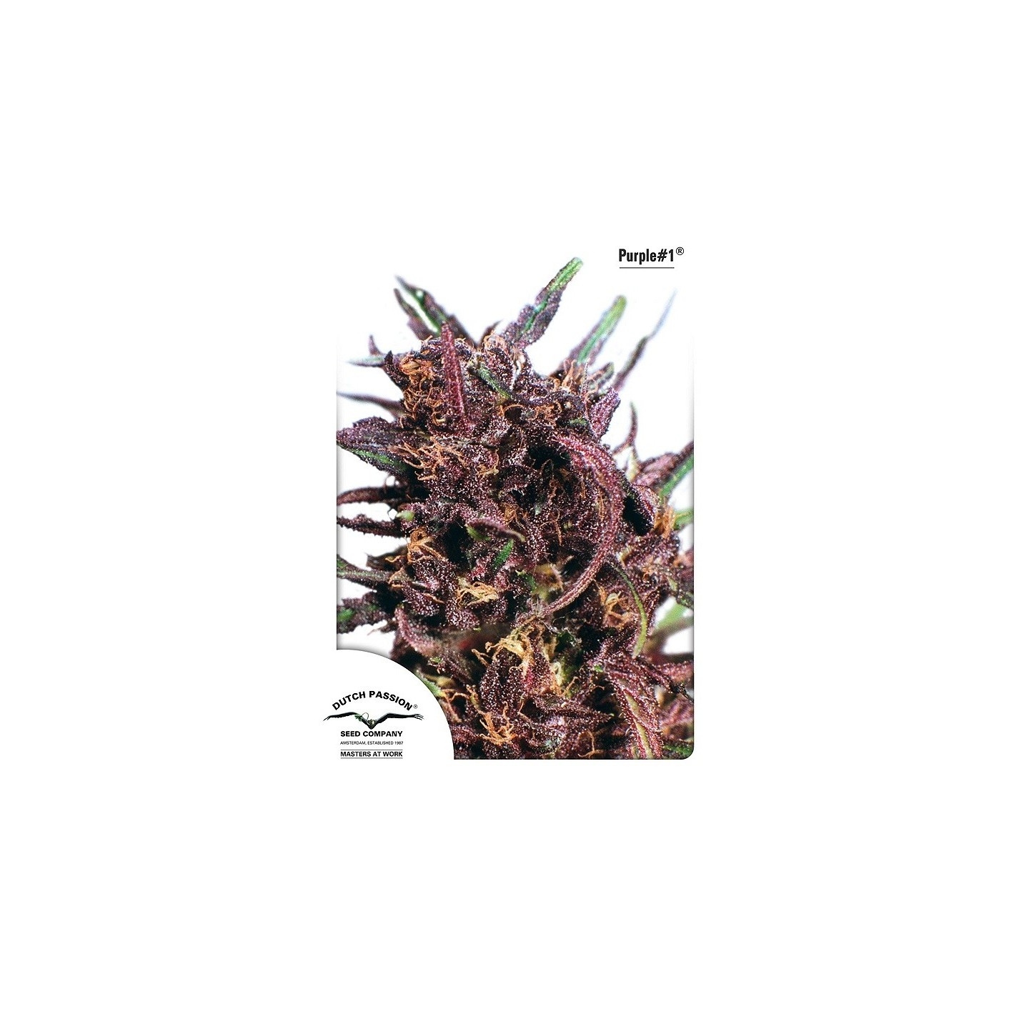 Purple #1 ® de Dutch Passion