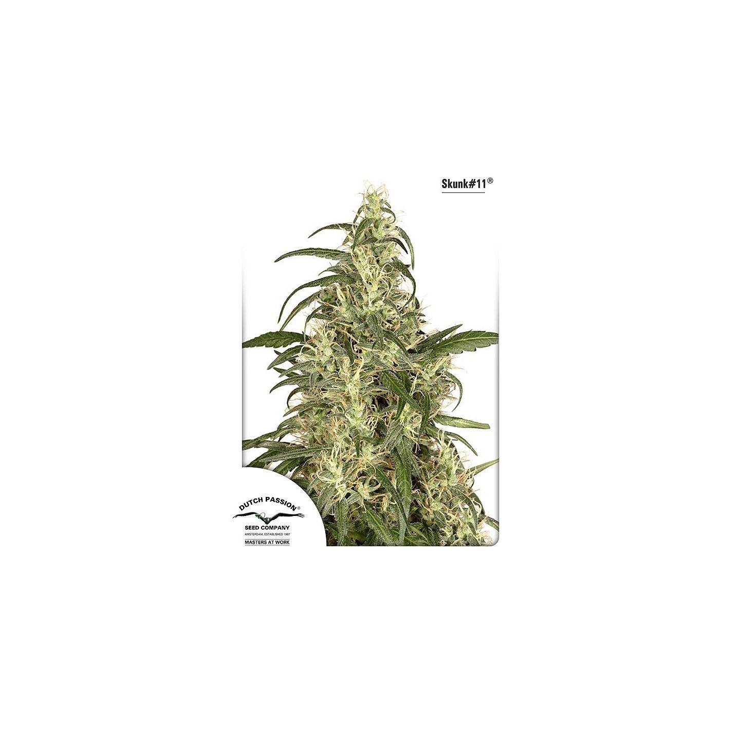 Skunk 11 Feminizada de Dutch Passion