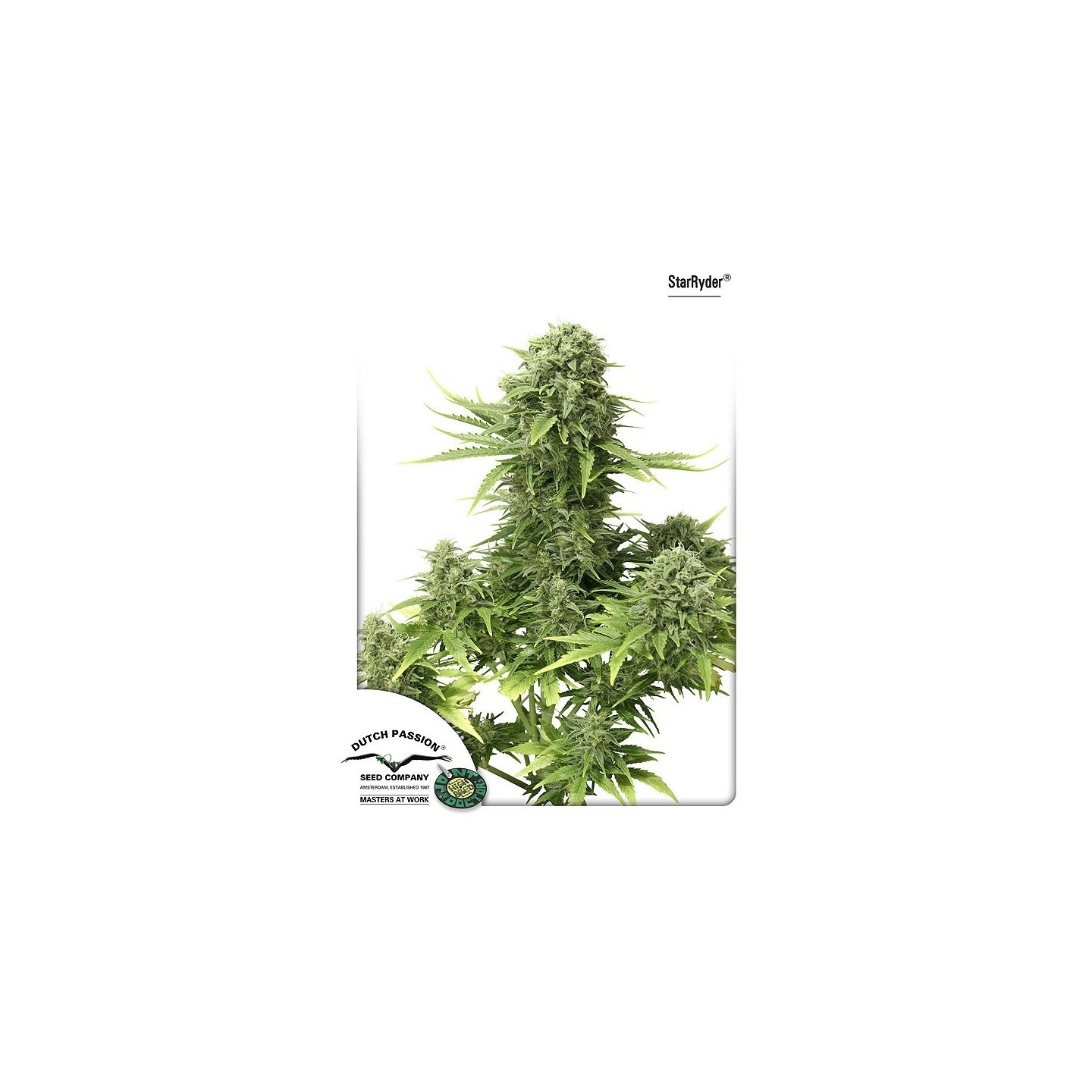 Star Ryder (Autoflorecientes) de Dutch Passion