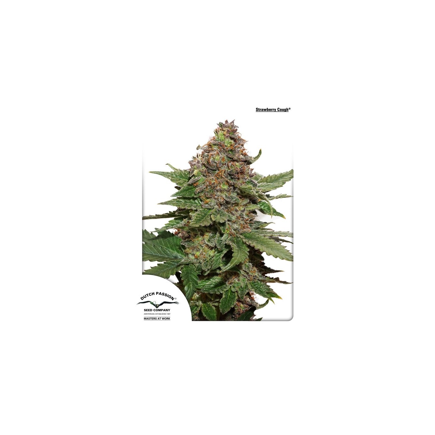 Strawberry Cough ® de Dutch Passion