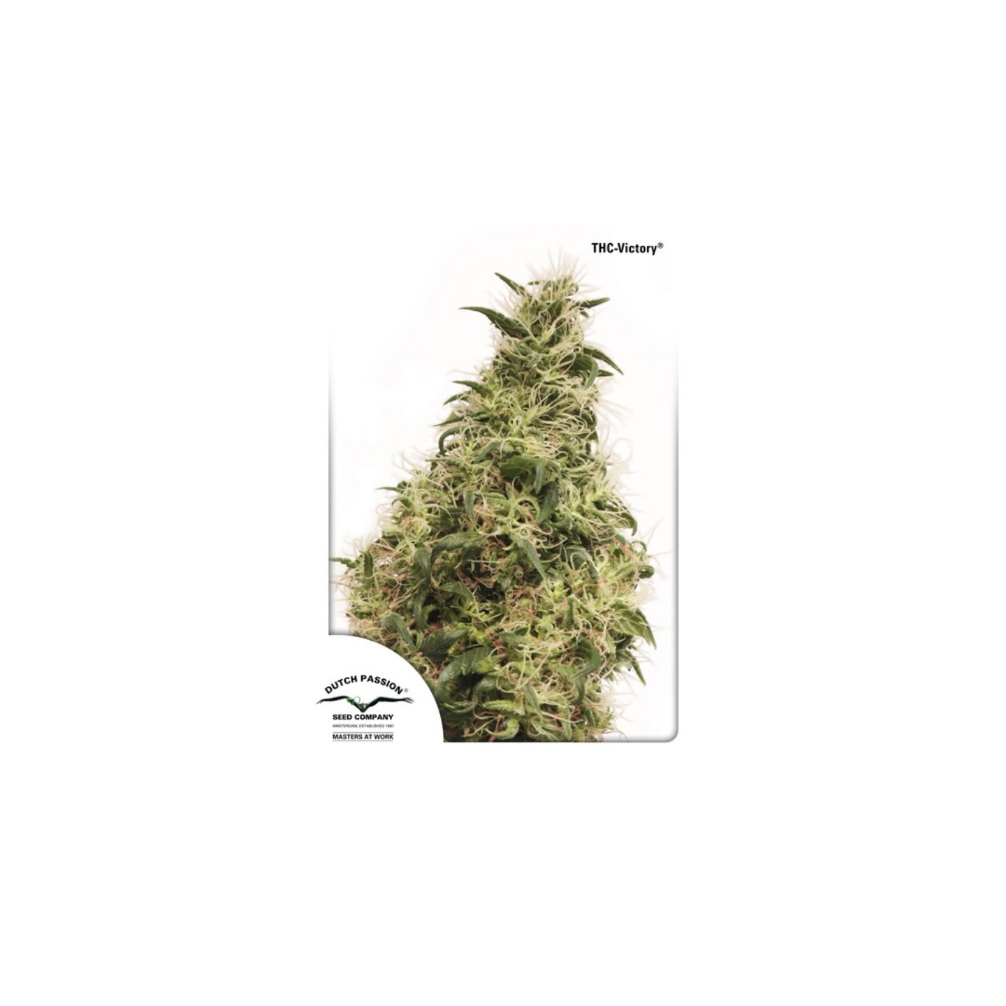 Thc-Victory de Dutch Passion
