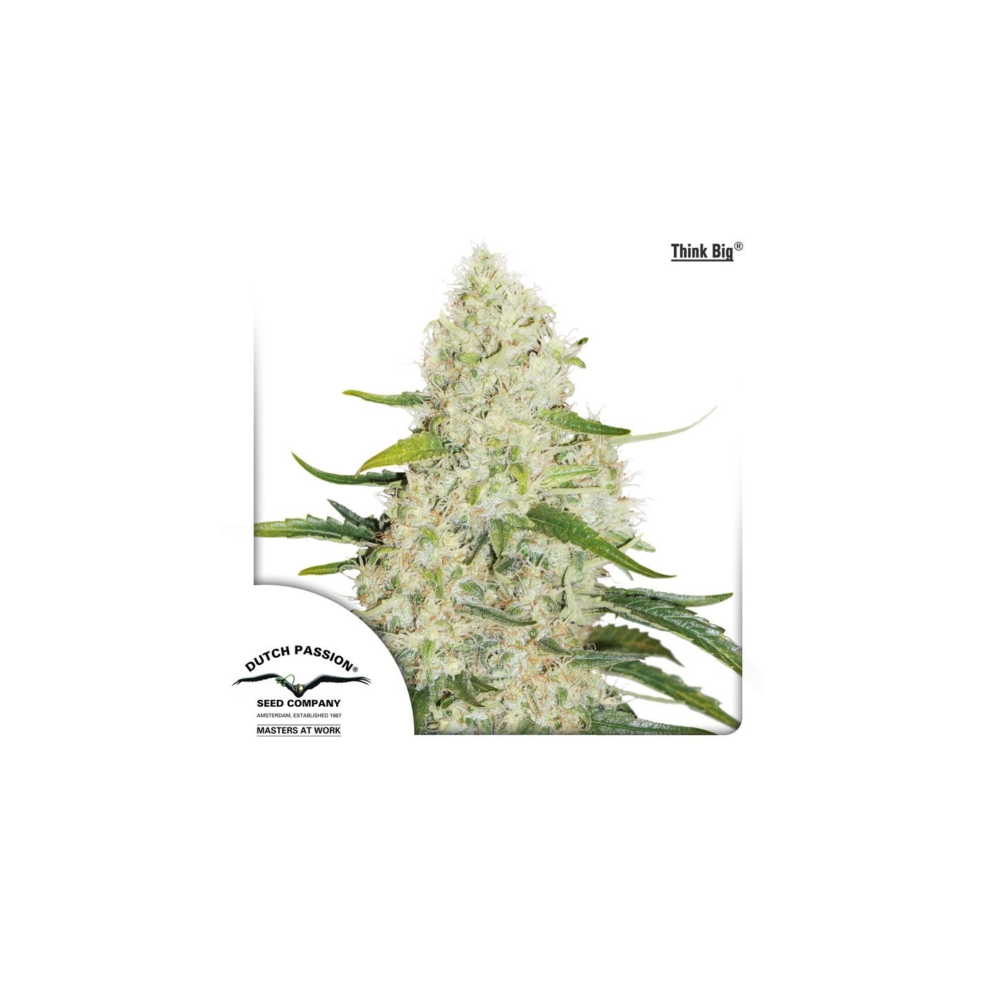 Think Big (Autoflowering) de Dutch Passion