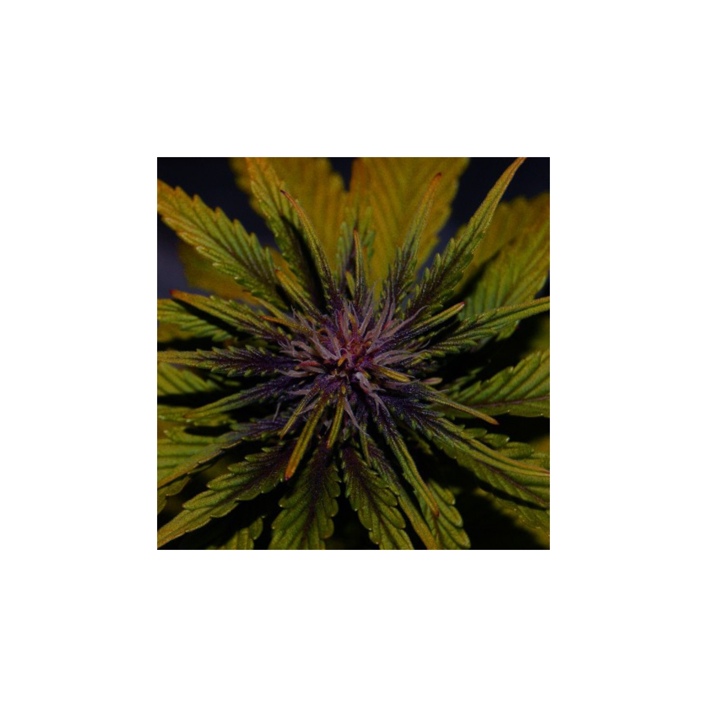 Dark Rose de Elite Seeds