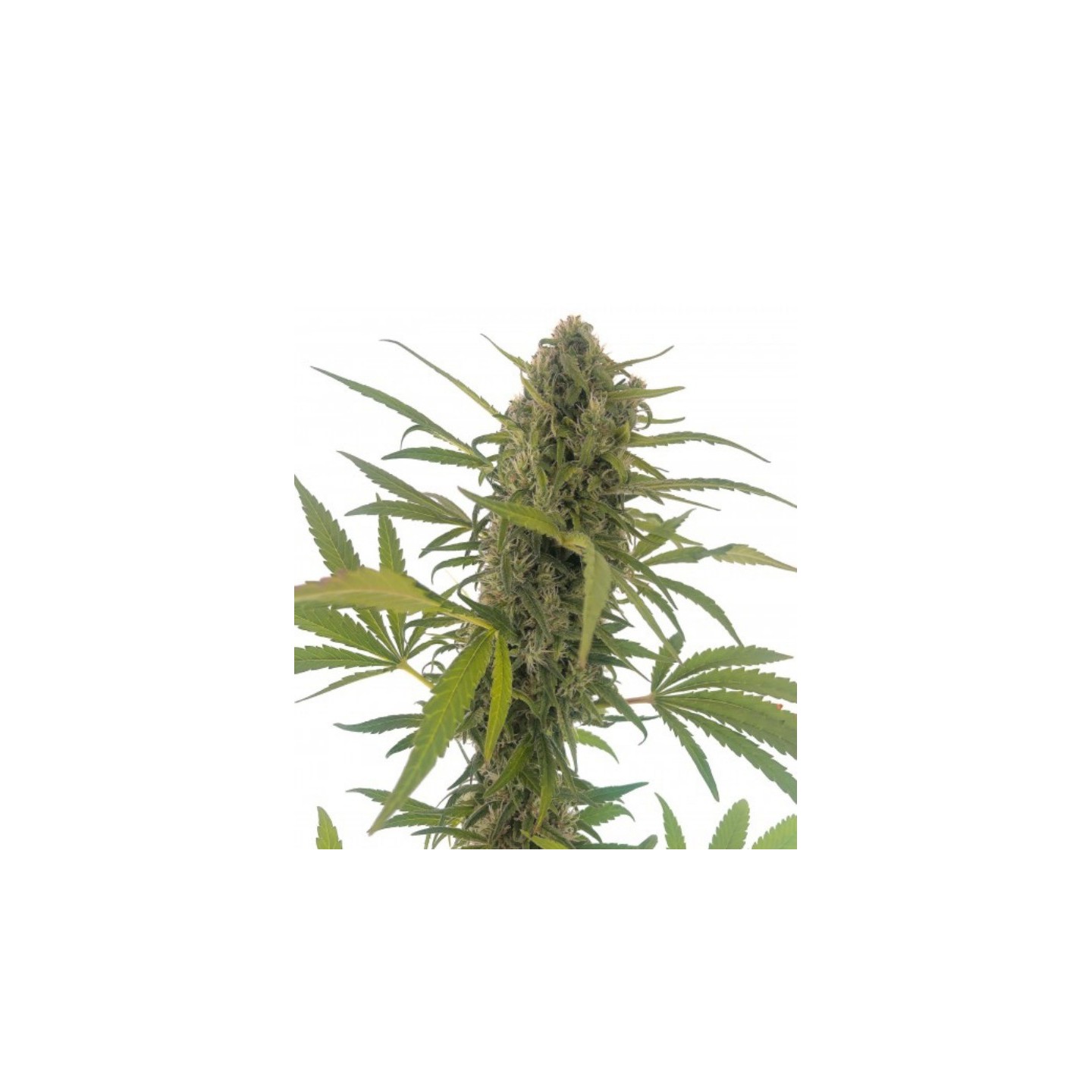 Gorilla Snow Ultra Cbd de Elite Seeds