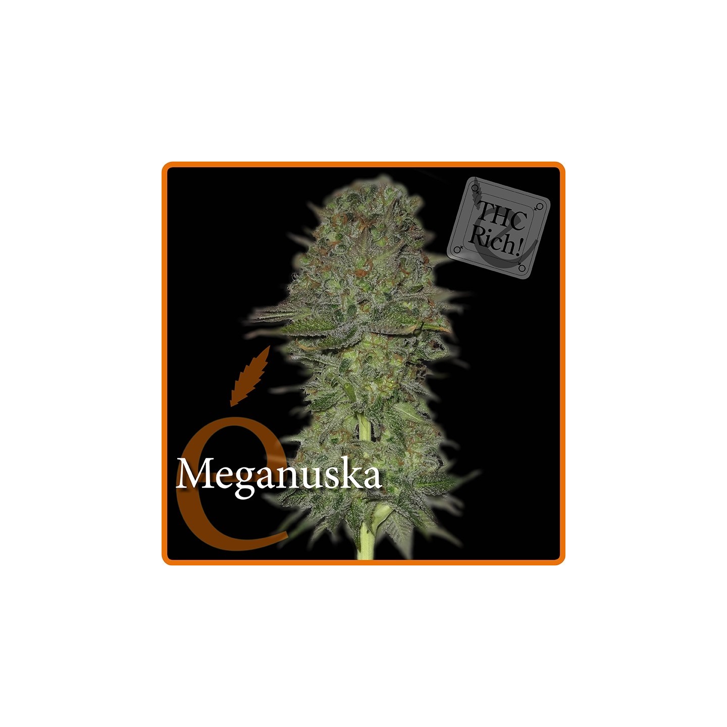 Meganuska de Elite Seeds