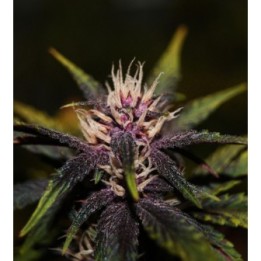 Purplediol Autofloreciente CBD de Elite Seeds