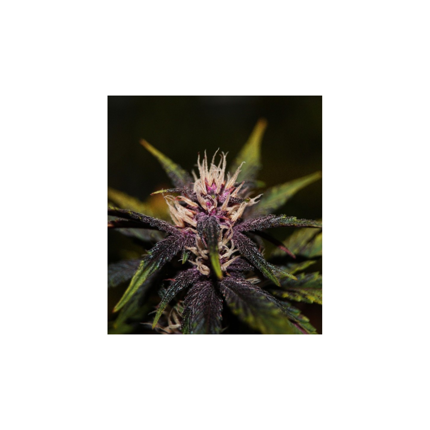 Purplediol Autofloreciente CBD de Elite Seeds