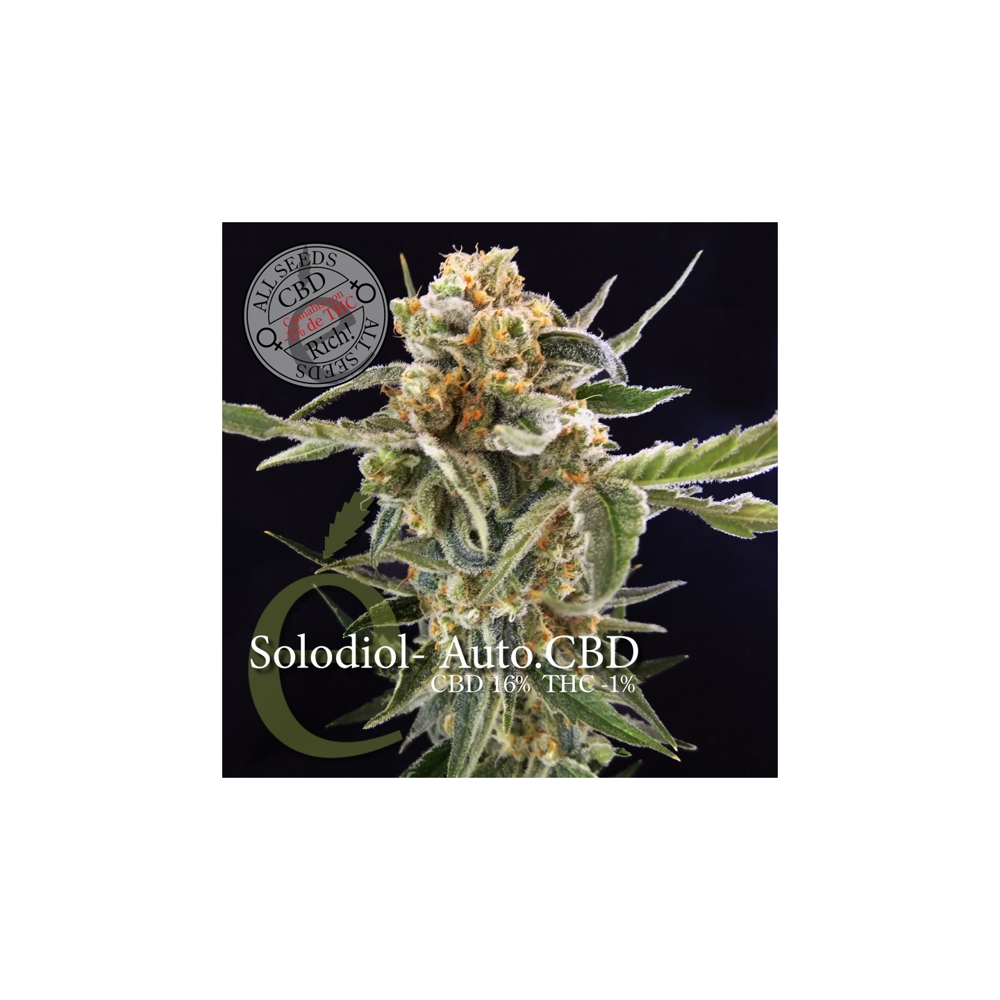 Solodiol Autofloreciente Cbd de Elite Seeds