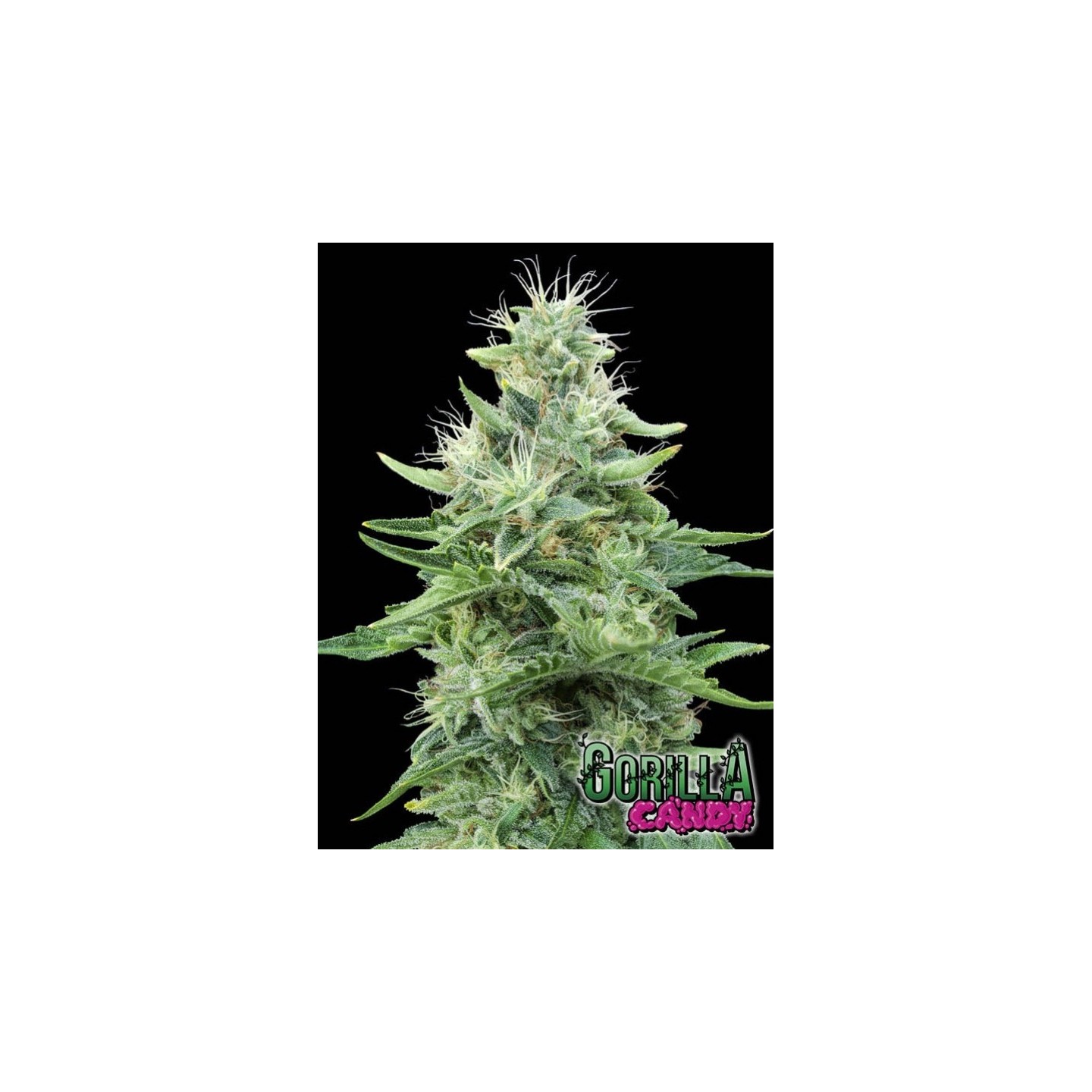 Gorilla Candy de Eva Seeds
