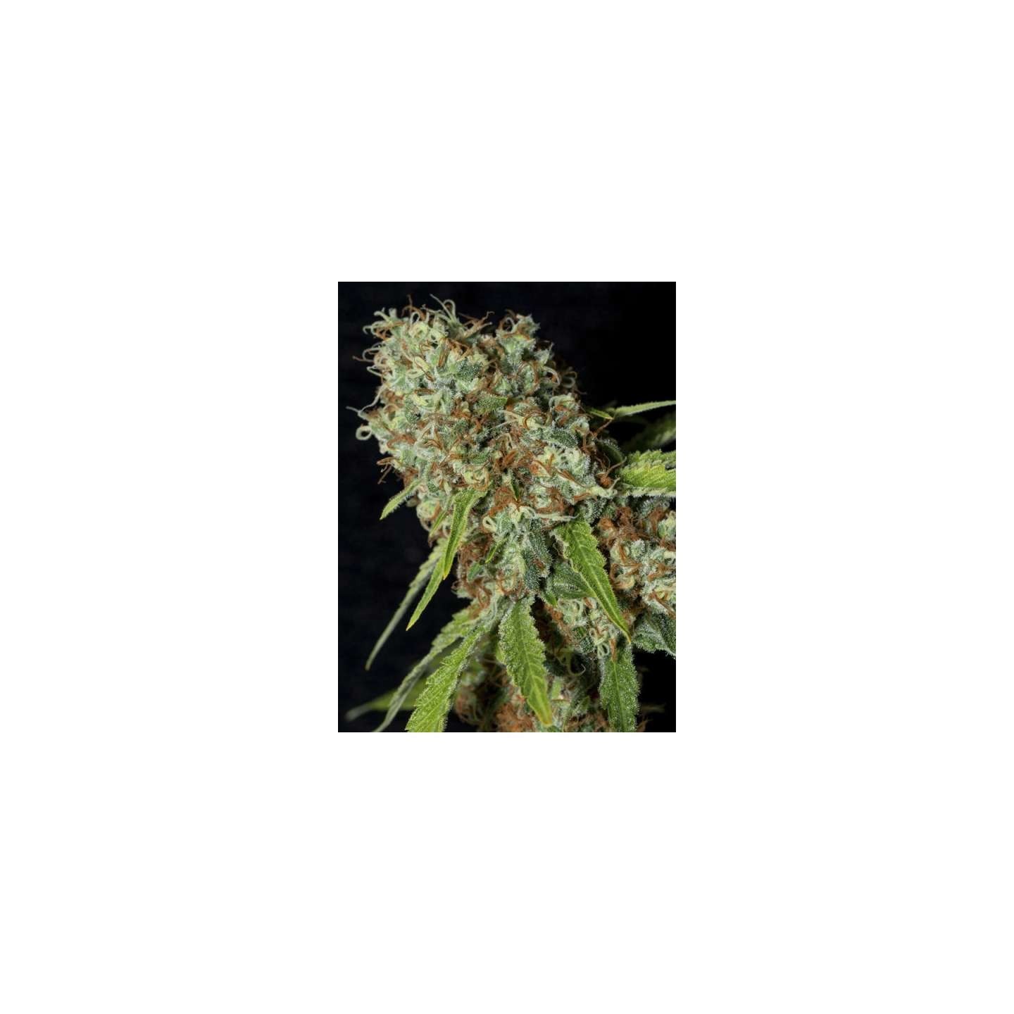 Jamaican Dream Cbd de Eva Seeds