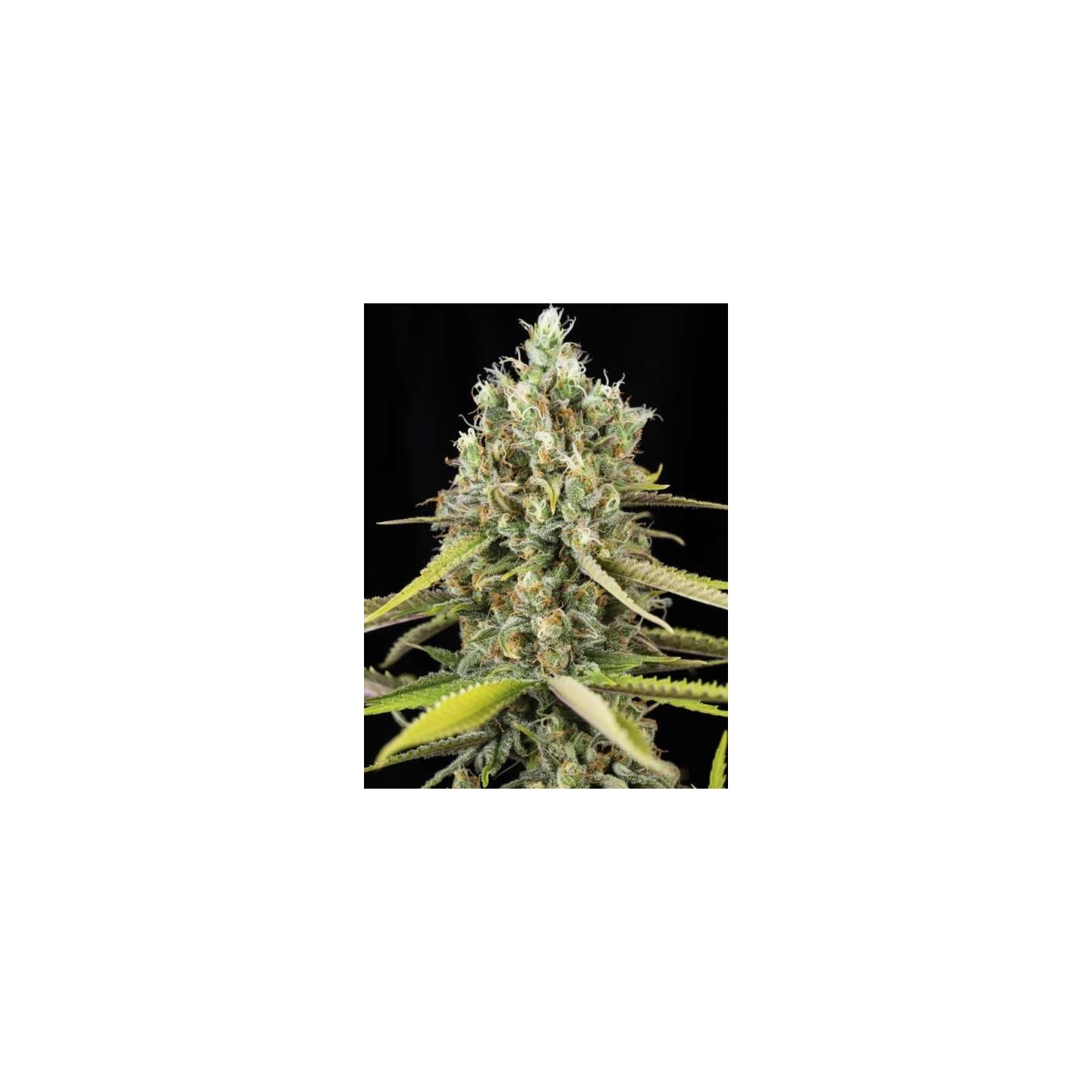 Lemon King de Eva Seeds