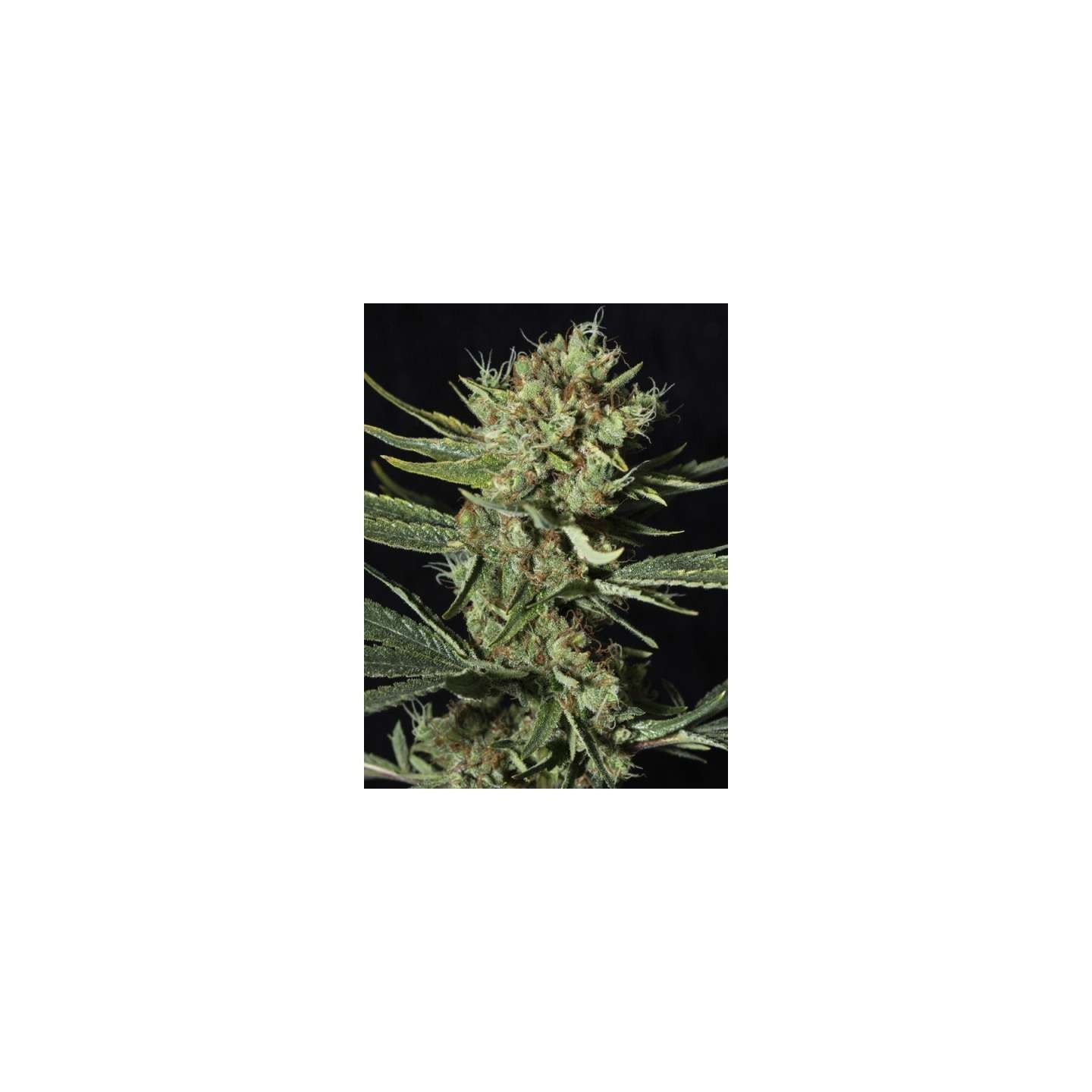 Only Cbd de Eva Seeds