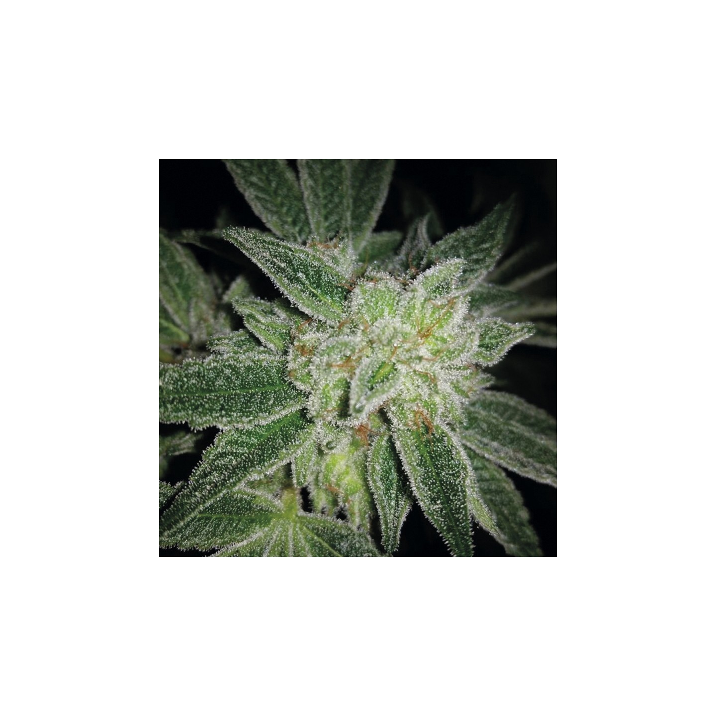 Auto Big Blue de Exclusive Seeds