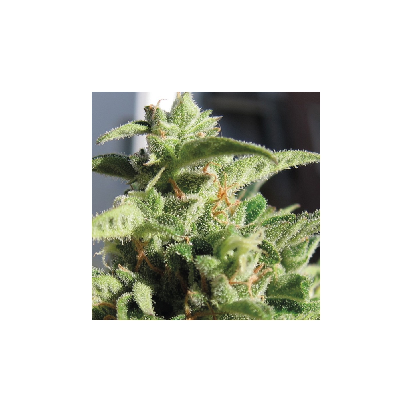 Auto Mozar de Exclusive Seeds
