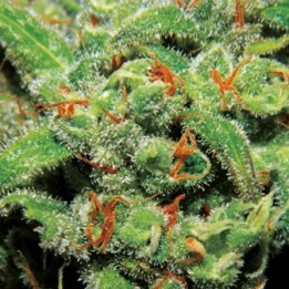 Auto Tasty de Exclusive Seeds