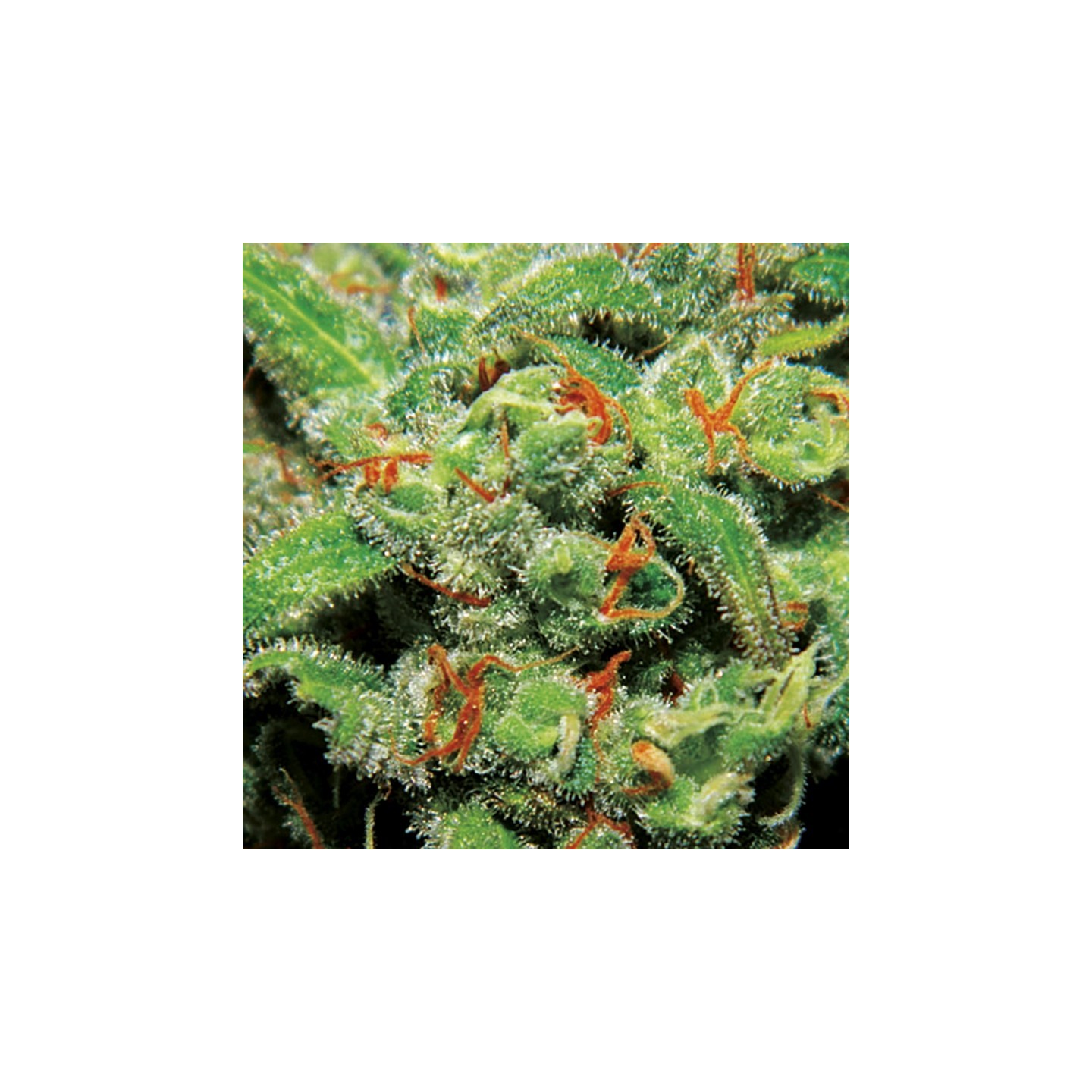 Auto Tasty de Exclusive Seeds