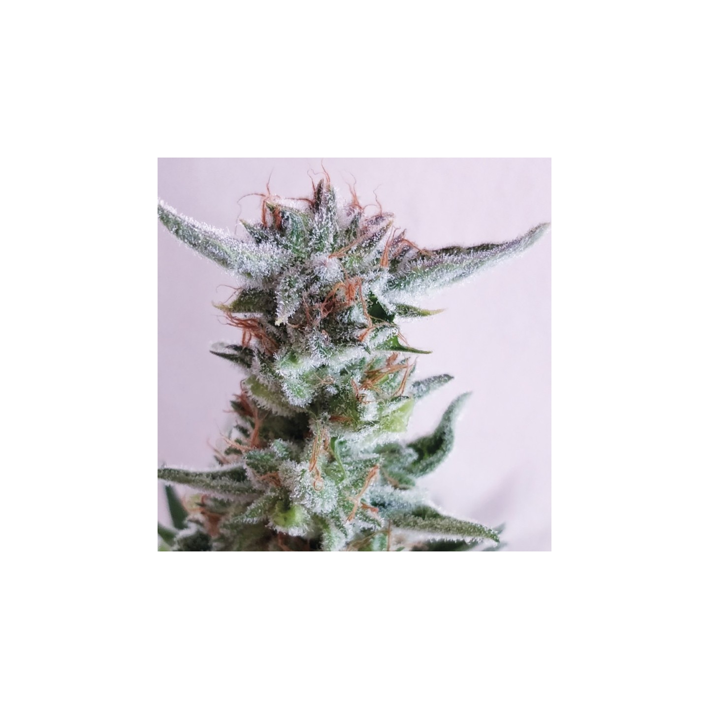 City Kush de Exclusive Seeds