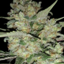 Critical de Exclusive Seeds