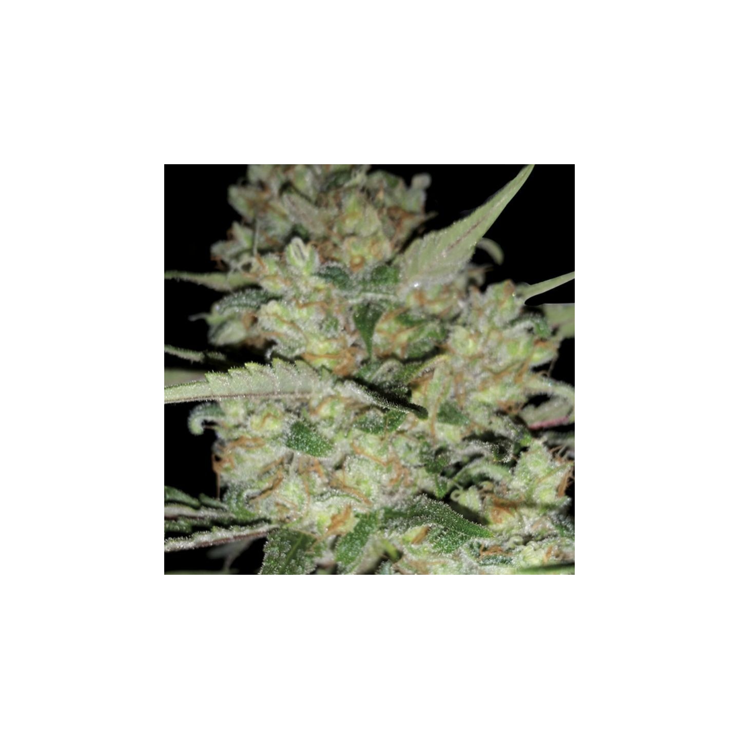 Critical de Exclusive Seeds