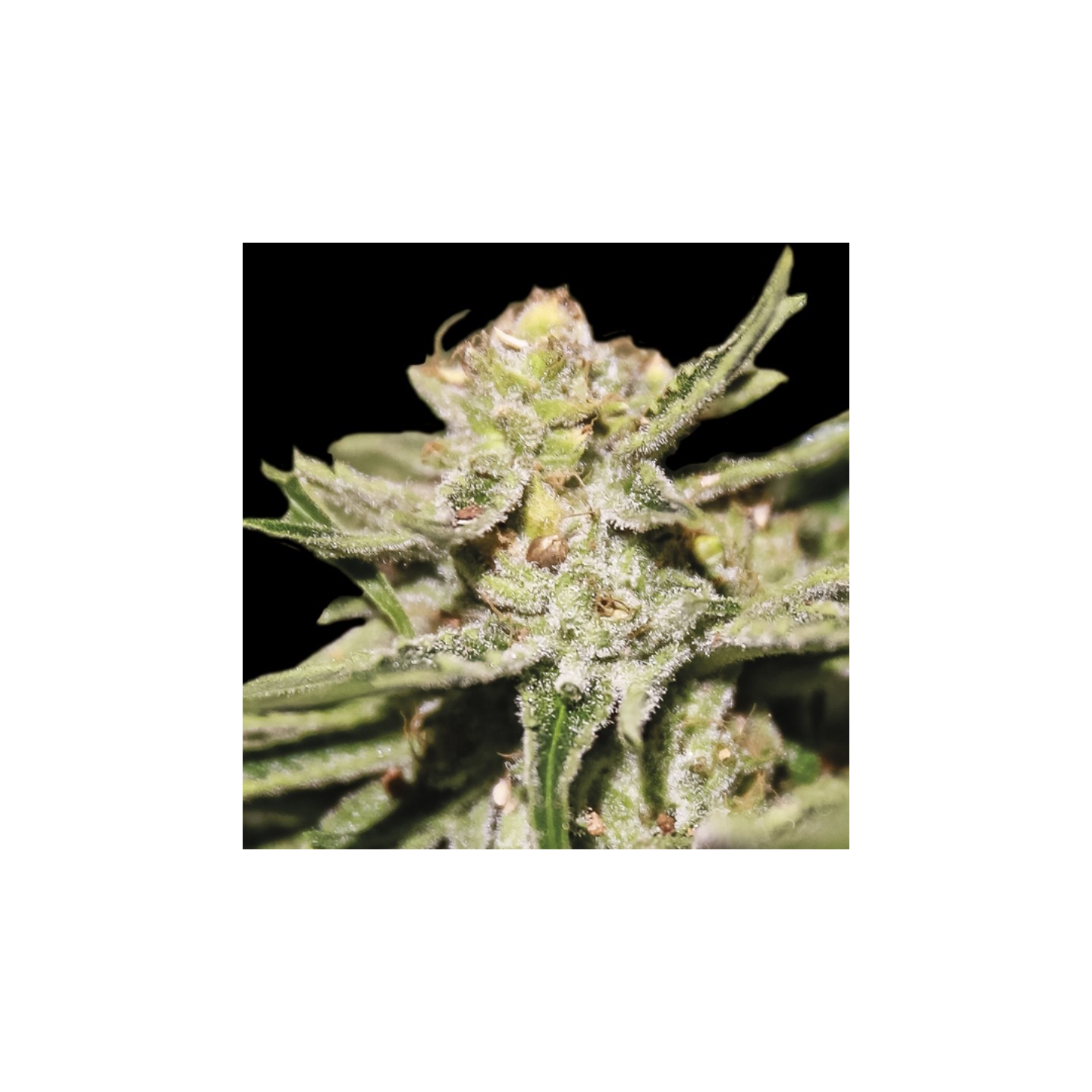 Doble W de Exclusive Seeds