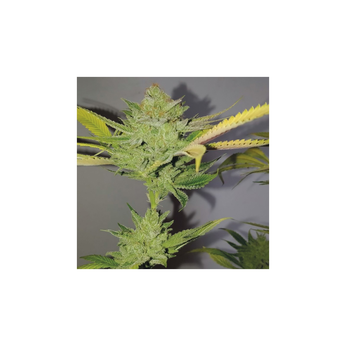 Dr. Lemon OG de Exclusive Seeds