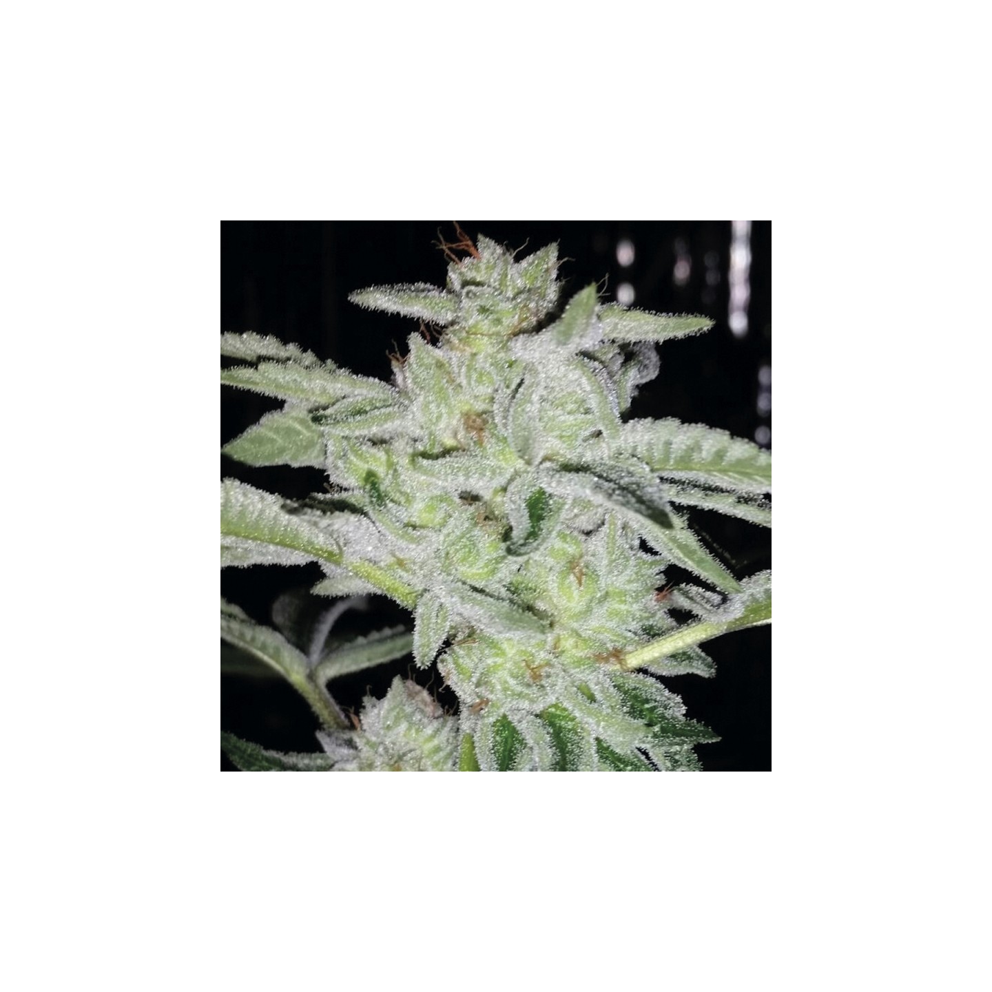 Earth Kush de Exclusive Seeds