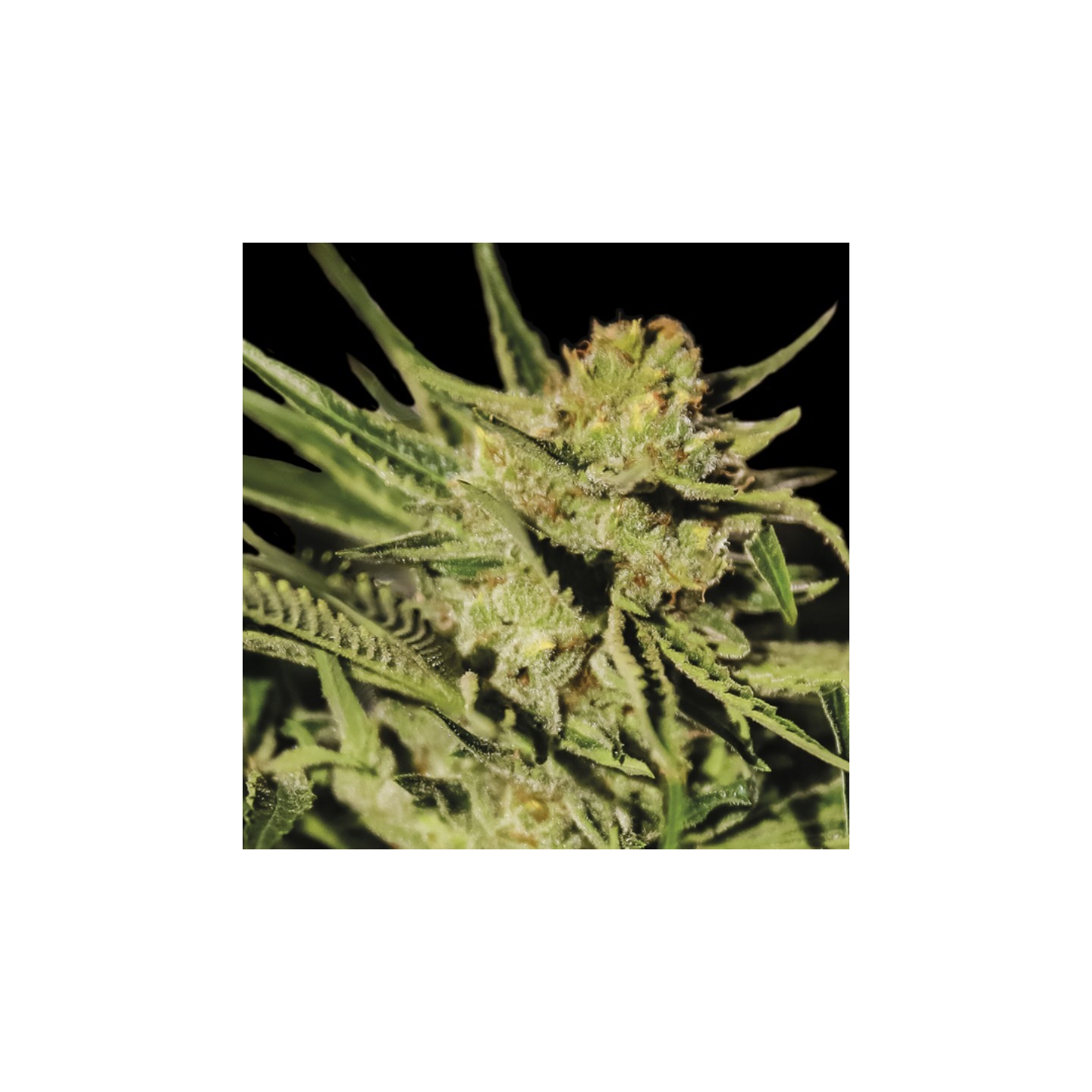 Egarshark de Exclusive Seeds