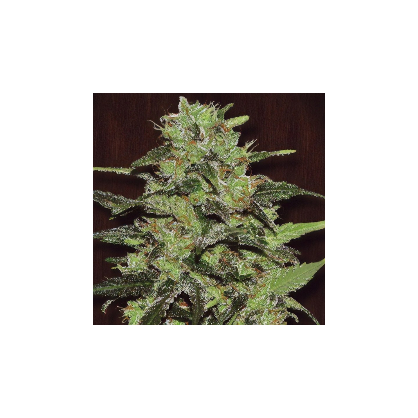 Gasoline de Exclusive Seeds
