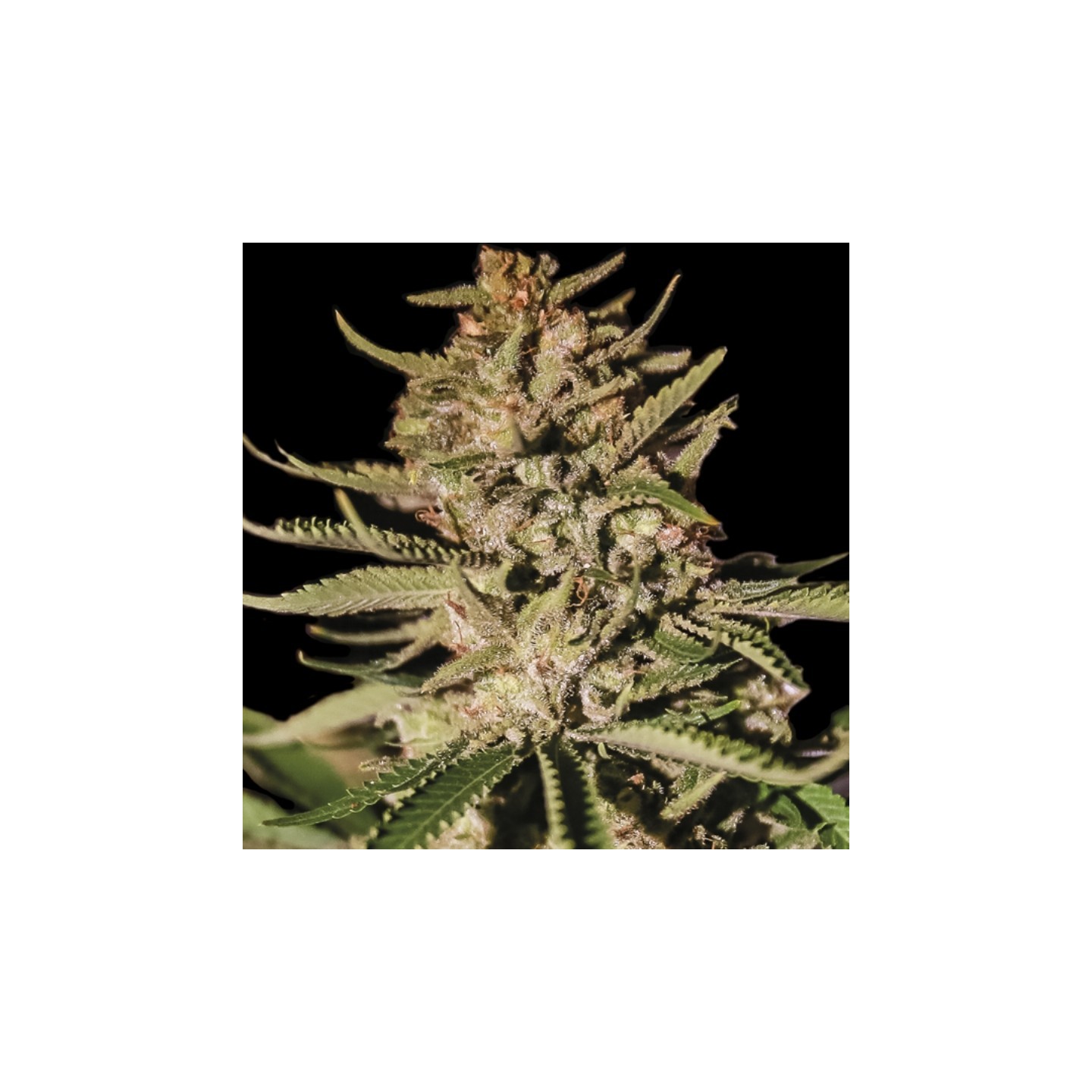 Kush Exclusive de Exclusive Seeds