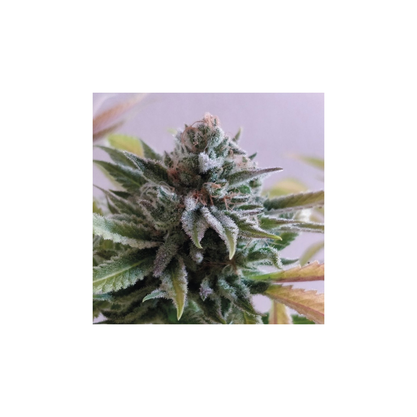 La Perla Negra de Exclusive Seeds