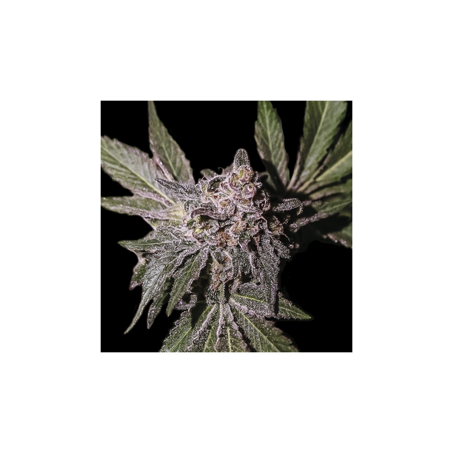 Limon Haze de Exclusive Seeds