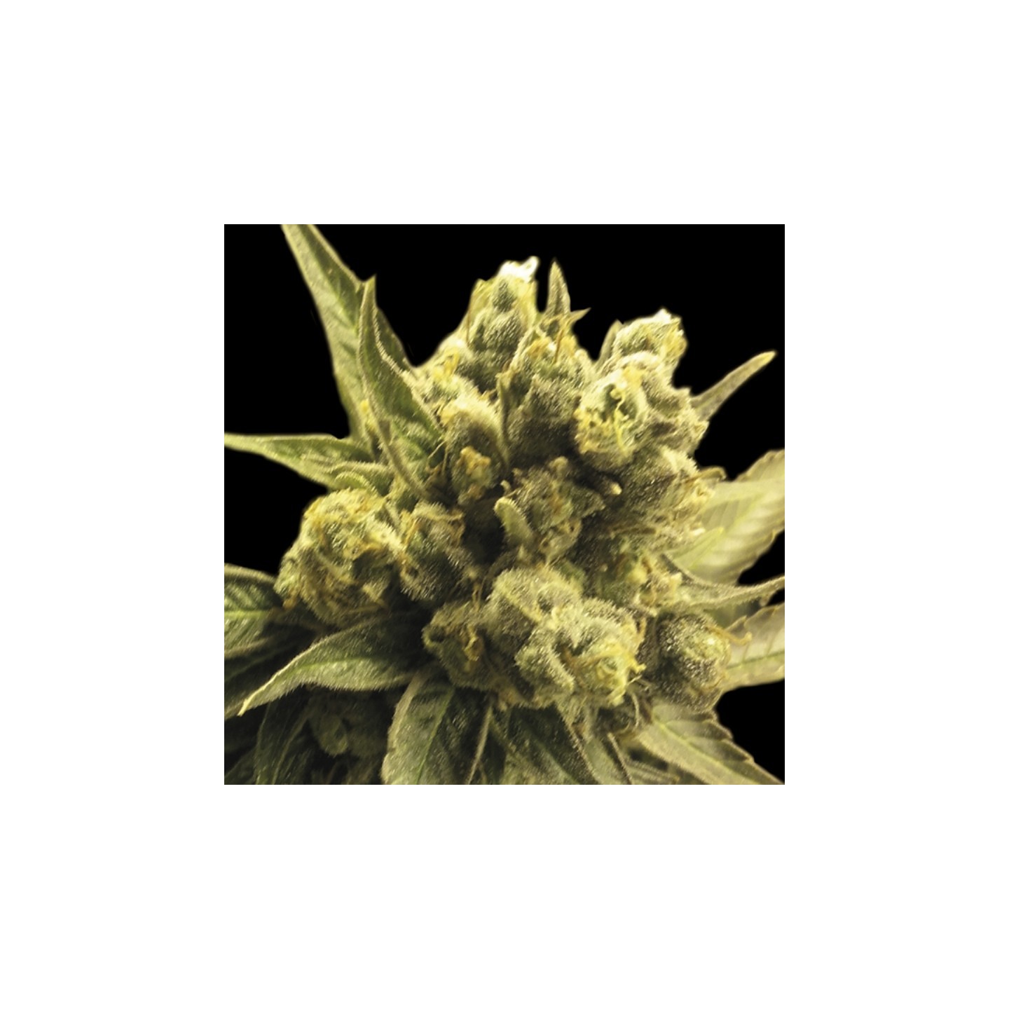 Nemo de Exclusive Seeds