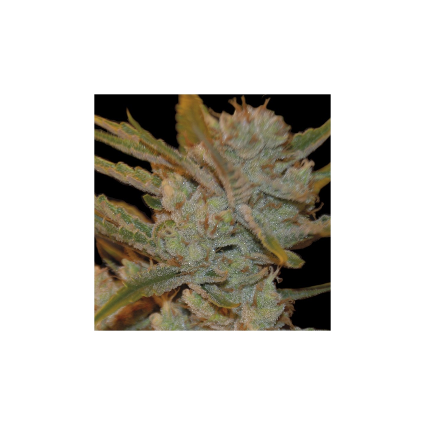 Oxus de Exclusive Seeds