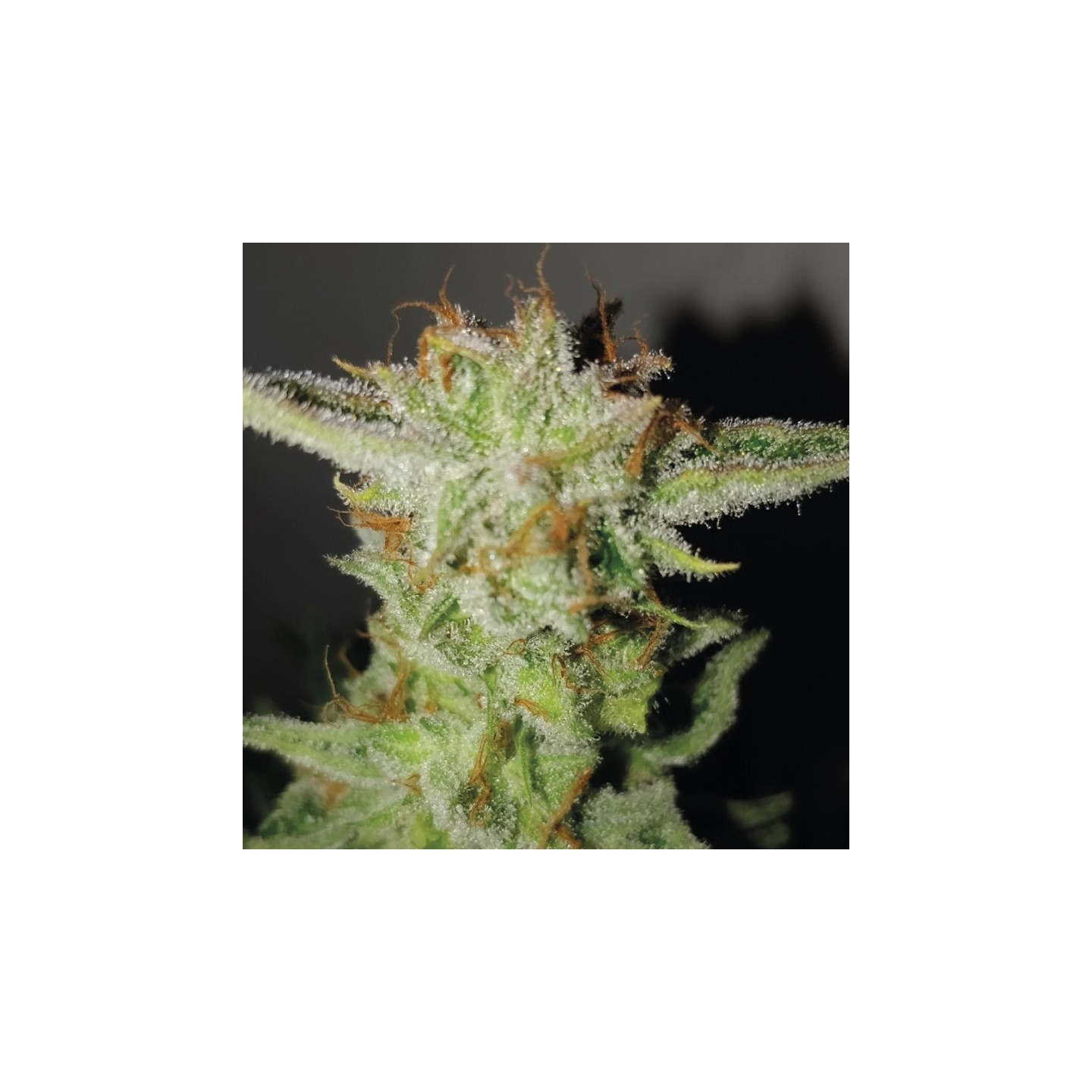 Super Larry Og de Exclusive Seeds