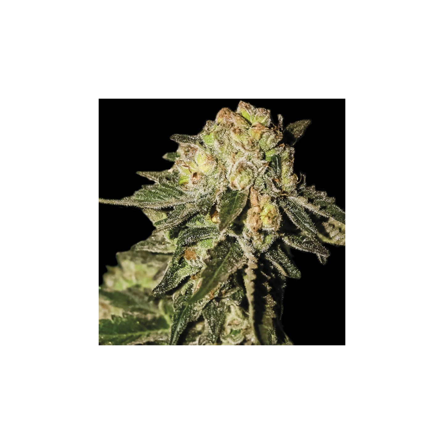 Super Mandarina de Exclusive Seeds