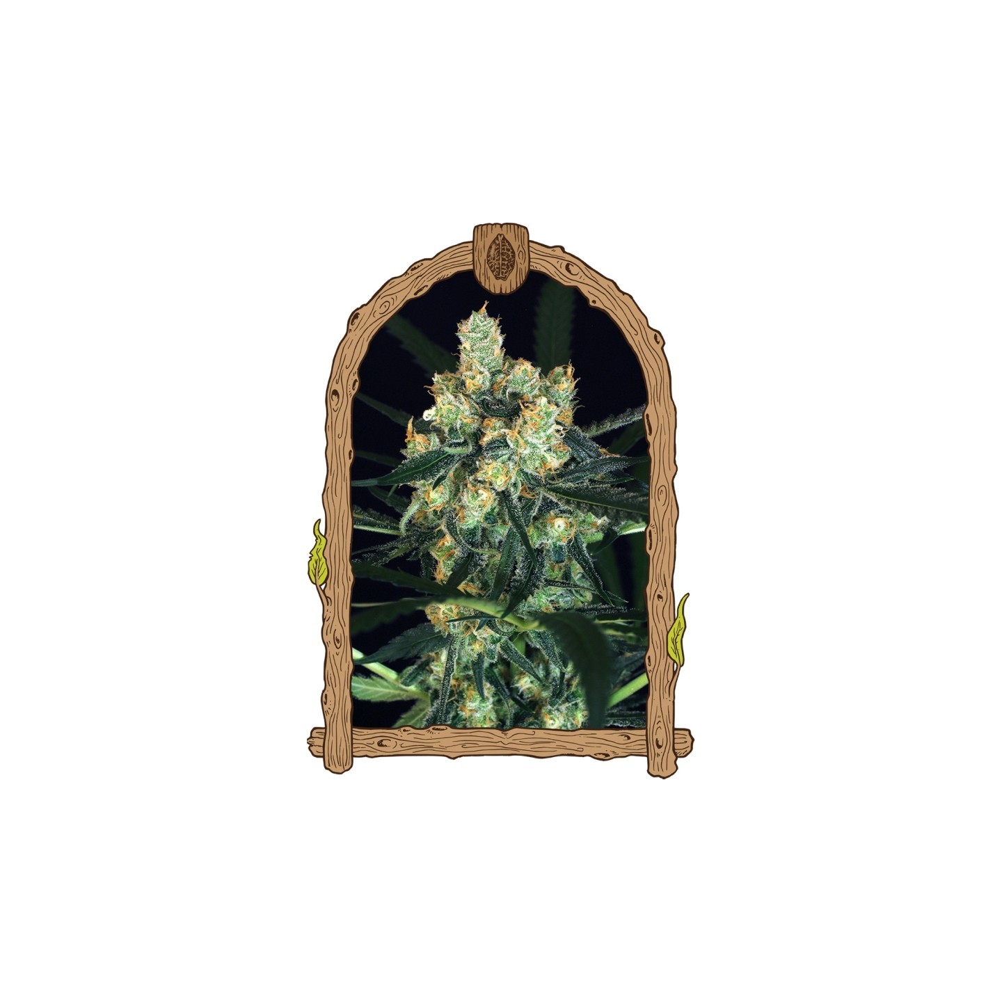 Amnesia 7 de Exotic Seed