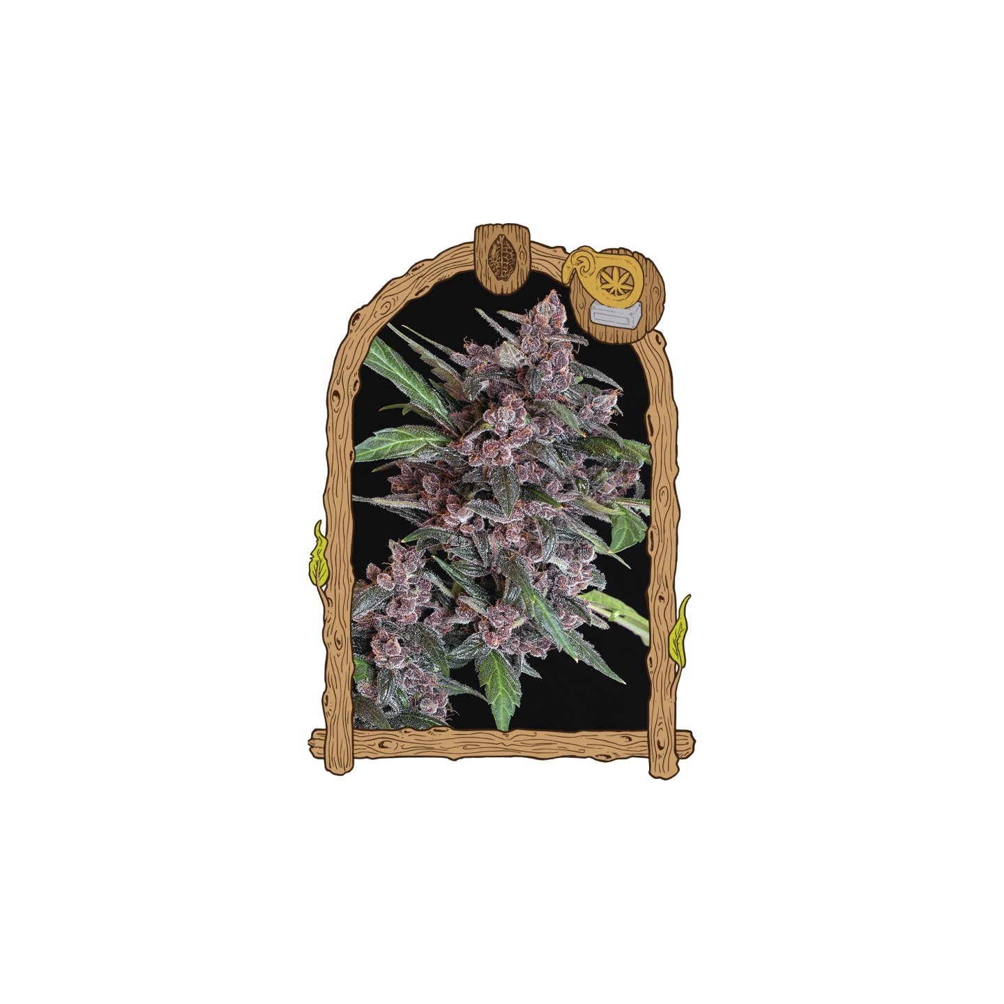 Black Lemon Autofloreciente de Exotic Seed