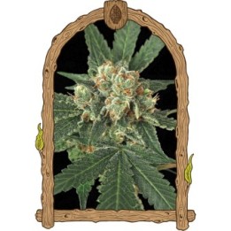 Blue Monkey de Exotic Seed