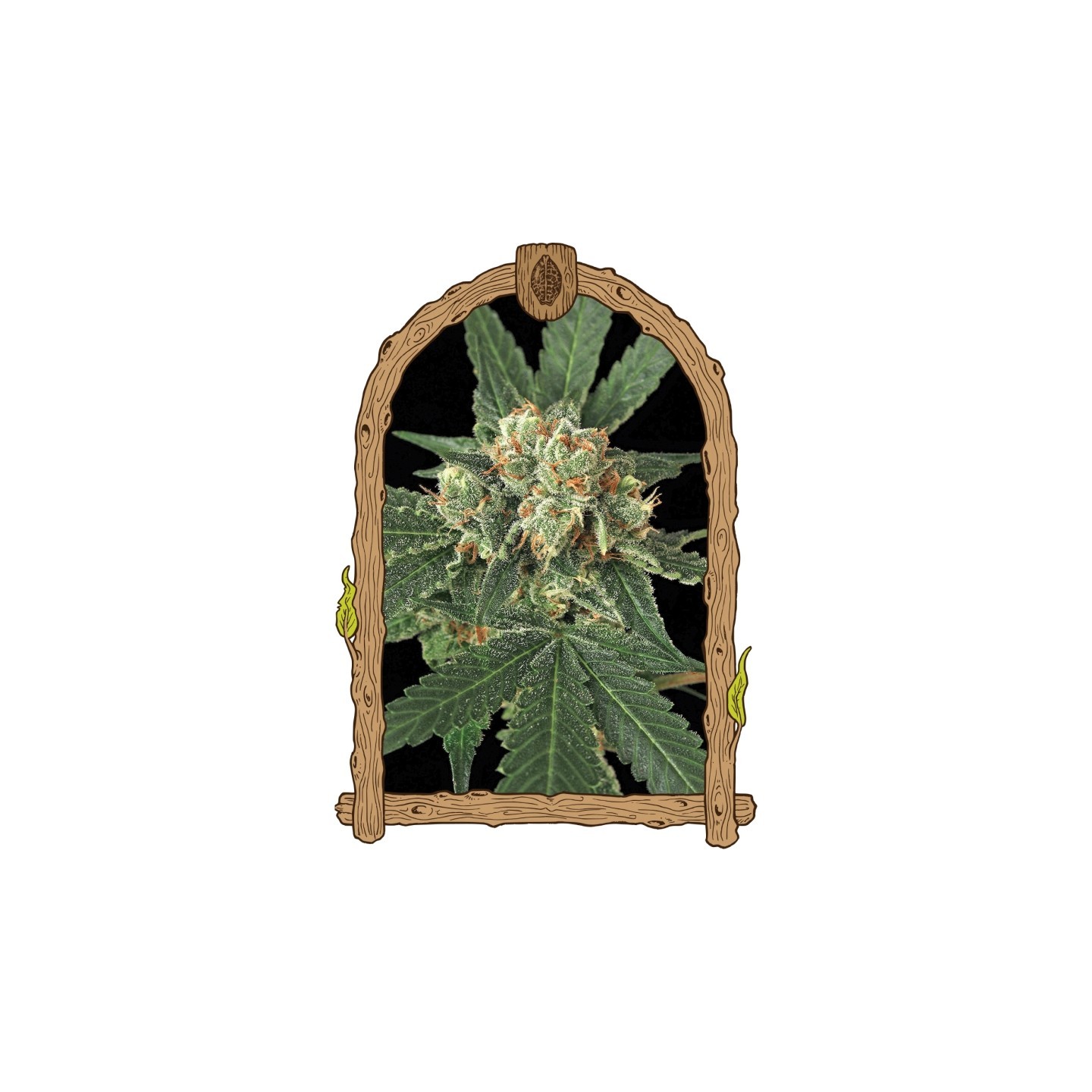 Blue Monkey de Exotic Seed