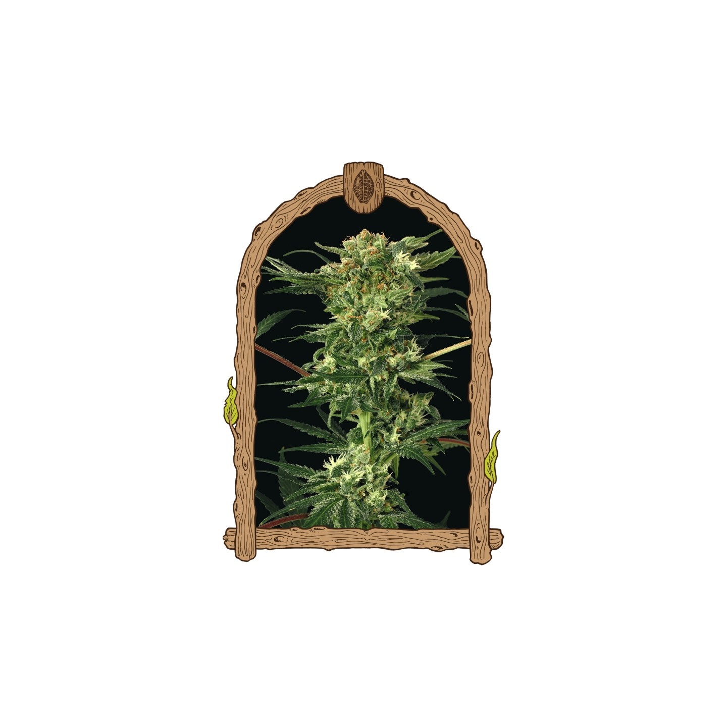 Devil Kush Regular de Exotic Seed