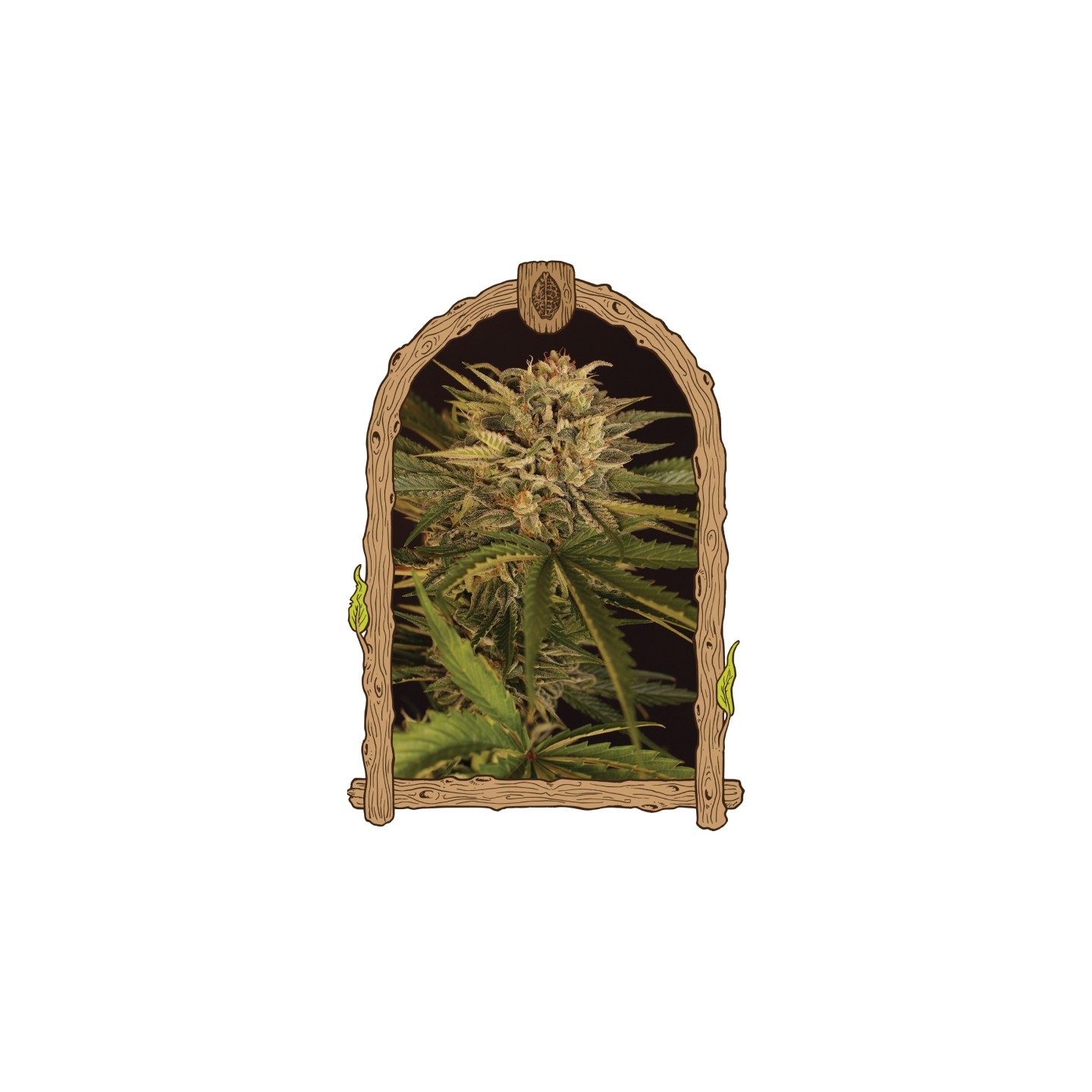 Dr. Greenman Pure CBD de Exotic Seed