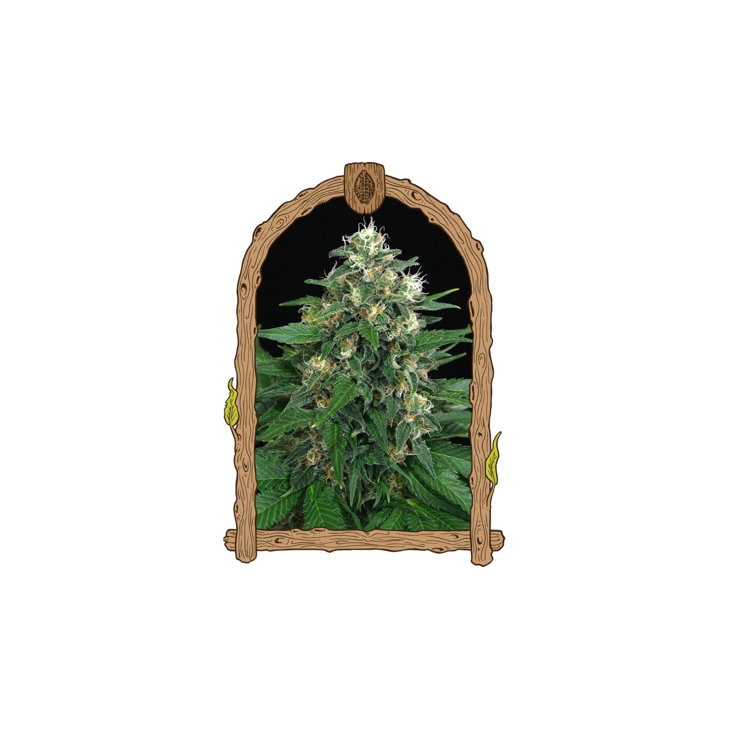 Exotic Thai de Exotic Seed
