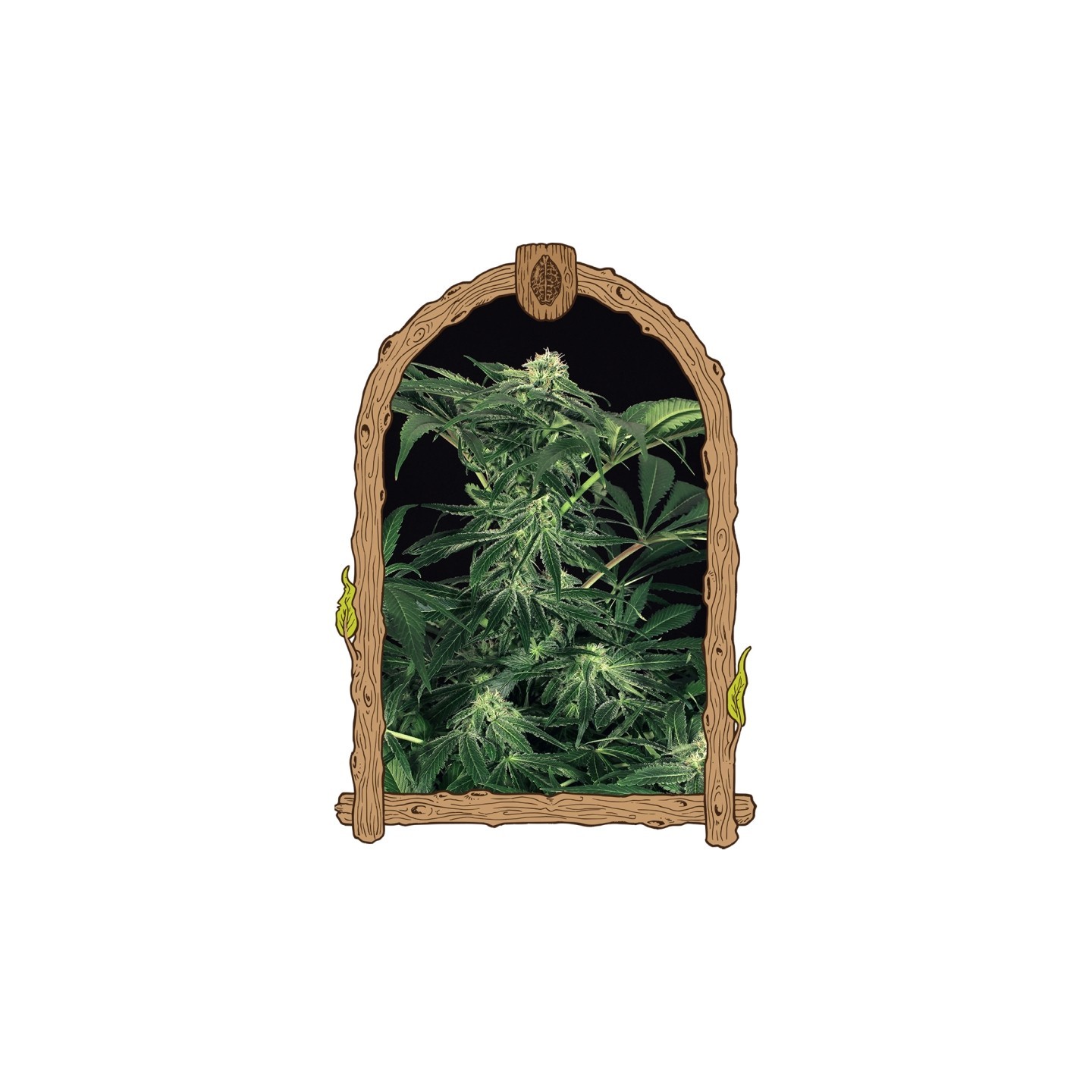 Green Gummy de Exotic Seed