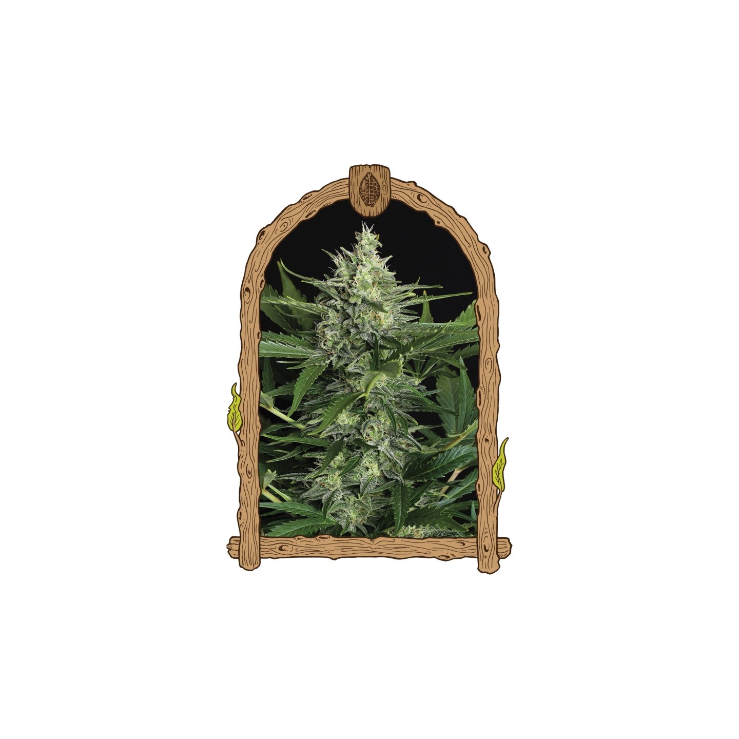 Green Gummy Auto de Exotic Seed