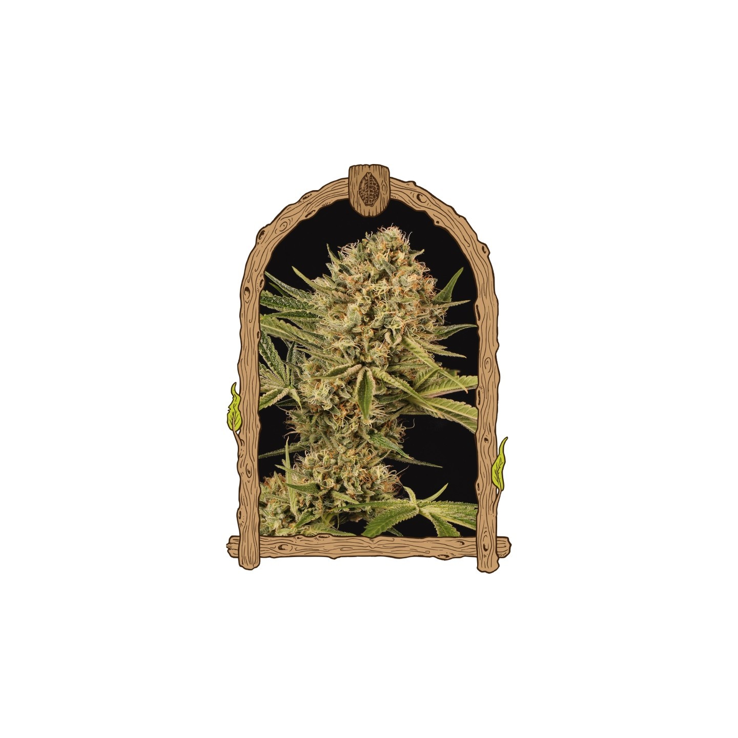 Herz Og de Exotic Seed