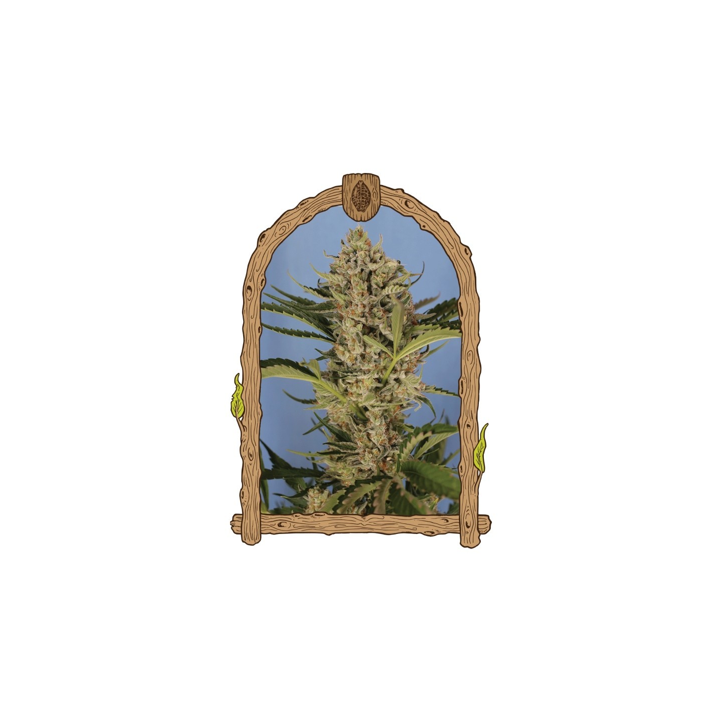 Herz Og Auto de Exotic Seed
