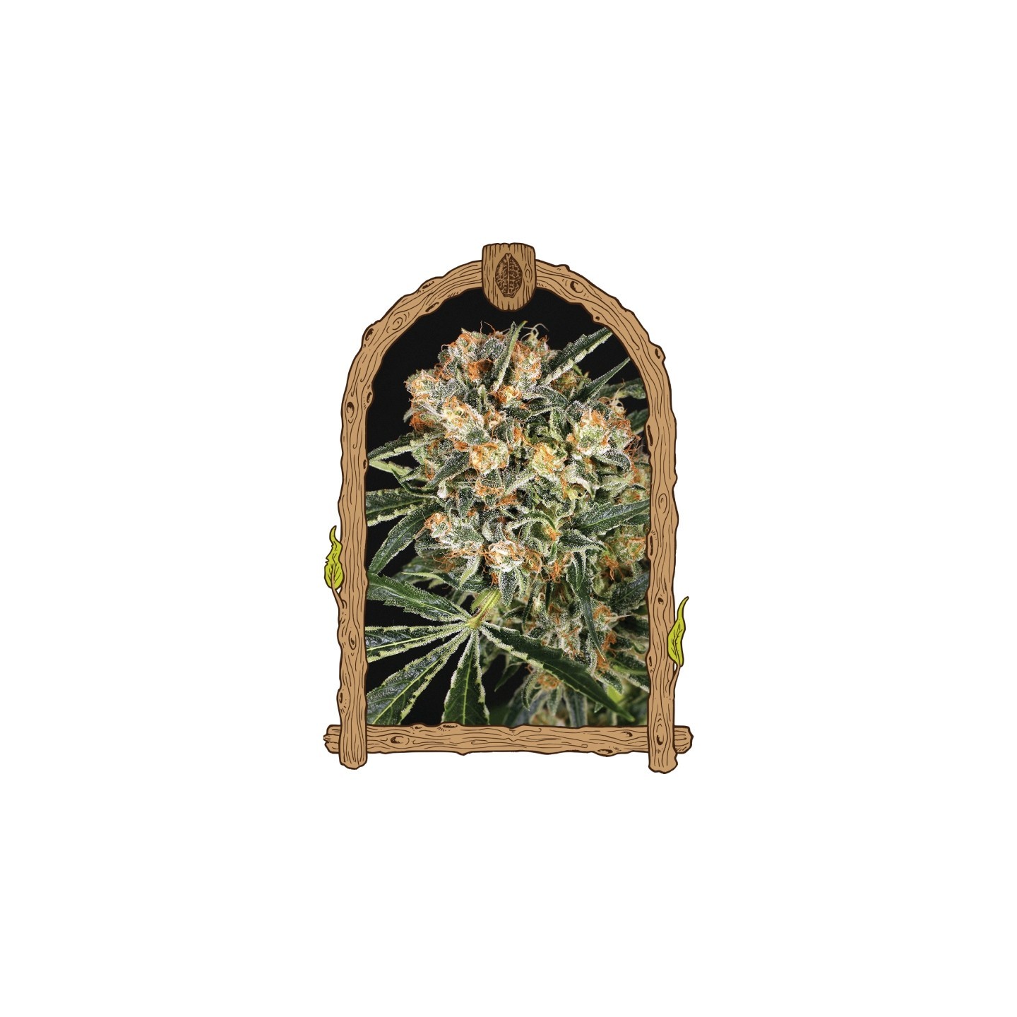 Hippie Therapy Cbd de Exotic Seed