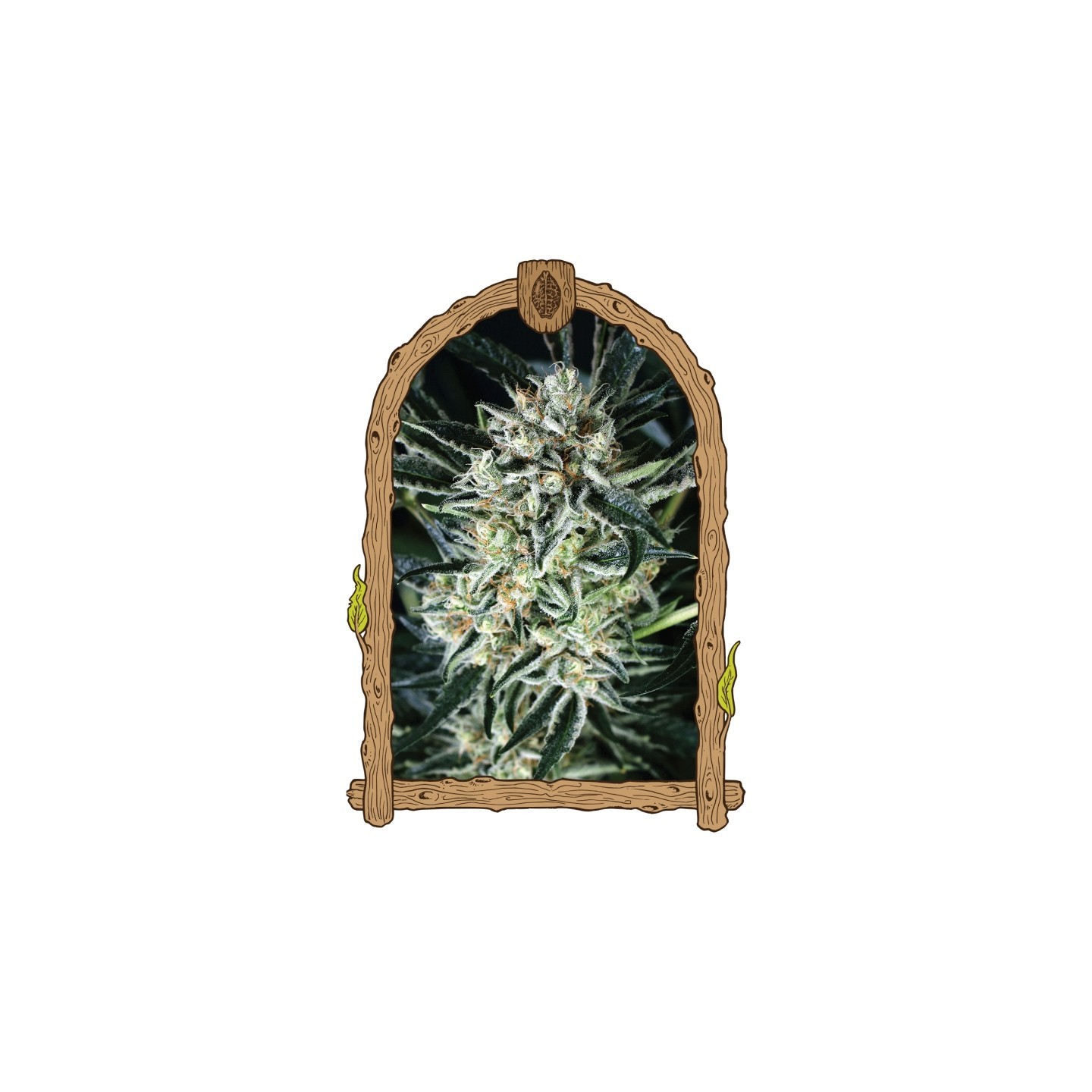 Jelly Bananen de Exotic Seed